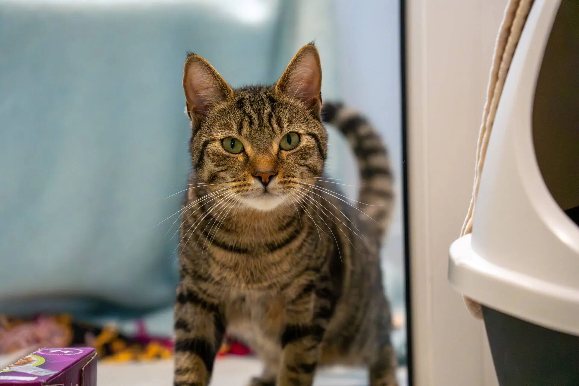A brown tabby cat with green eyes stands indoors, looking directly at the camera. A cat litter tray is partially visible on the right, and a soft blue blanket is in the background.