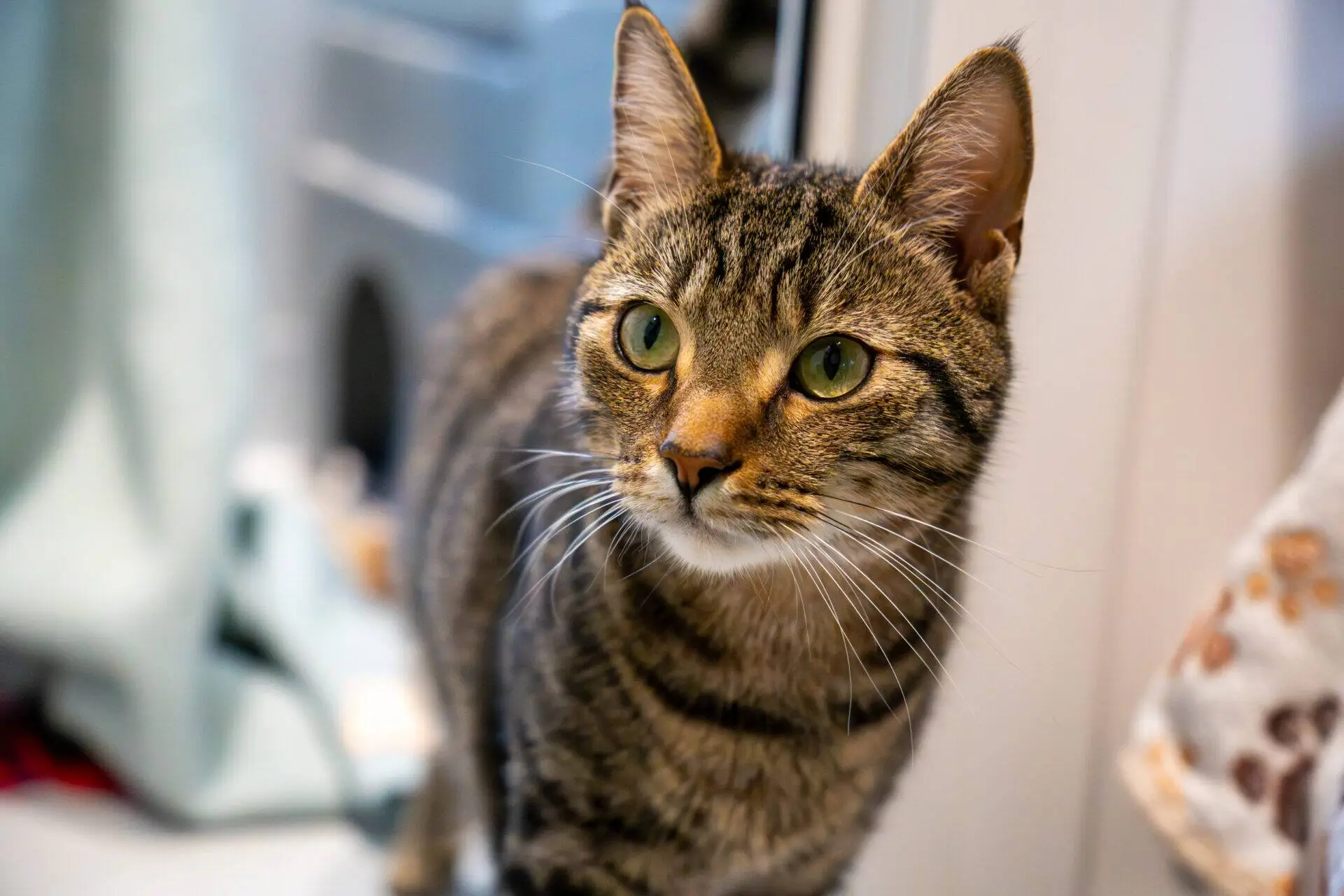 A close-up of a brown tabby cat with green eyes standing indoors, looking slightly to the right. The background is softly blurred, showing household items and fabric.
