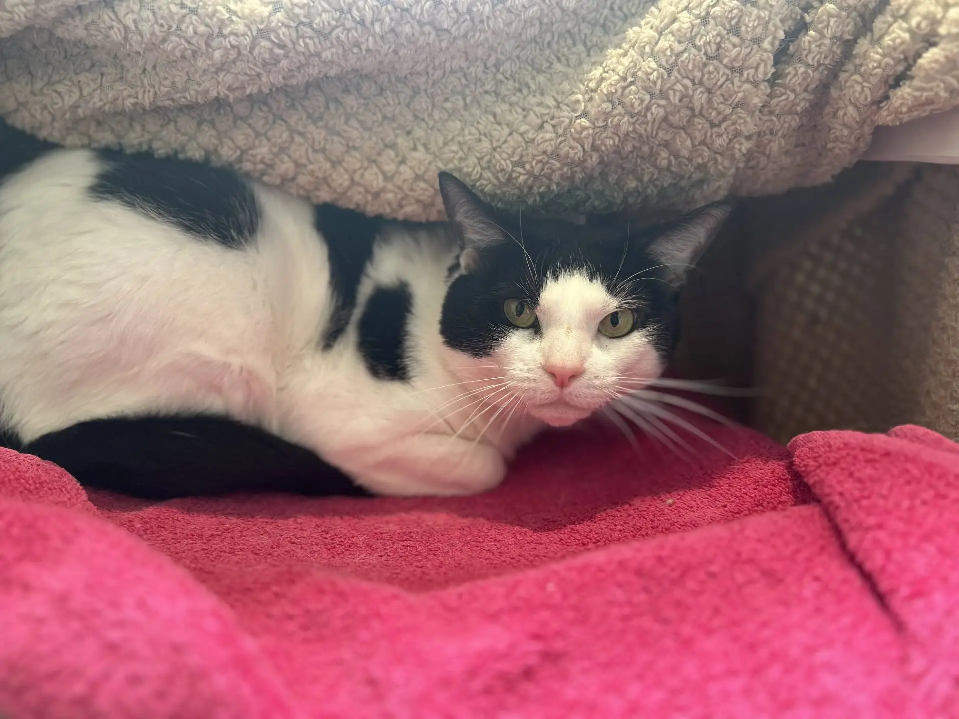 A black and white cat lies under a textured beige blanket, resting on a bright pink towel, with sunlight softly illuminating its face and surroundings.