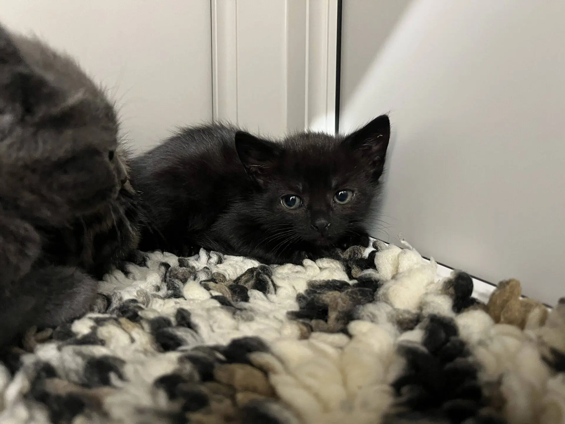 A small black kitten lies on a textured, black-and-white rug near a white wall, looking directly at the camera with wide eyes. Part of another cat is visible on the left side of the image.