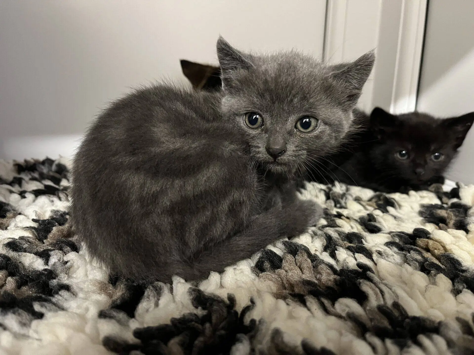 A small grey kitten sits curled up on a black, white, and brown patterned rug, looking at the camera. Another black kitten is partially visible in the background near a wall.