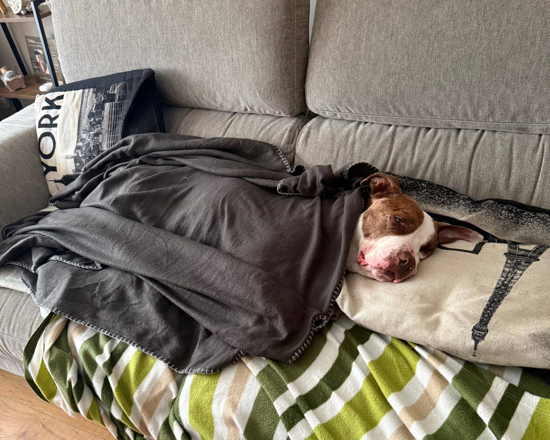 A brown and white dog is sleeping on a sofa, covered with a dark grey blanket and resting its head on a cushion with an Eiffel Tower design. The sofa has a striped green and white cover.