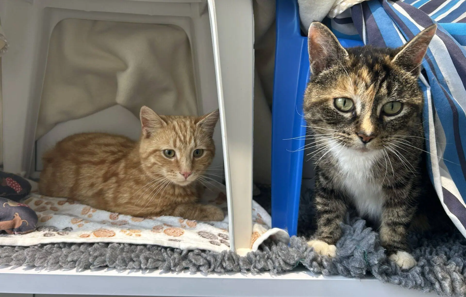 Two cats rest under makeshift shelters. The left cat is orange and lying on a blanket; the right cat is brown and white with green eyes, sitting beside a blue plastic chair draped with a striped cloth.