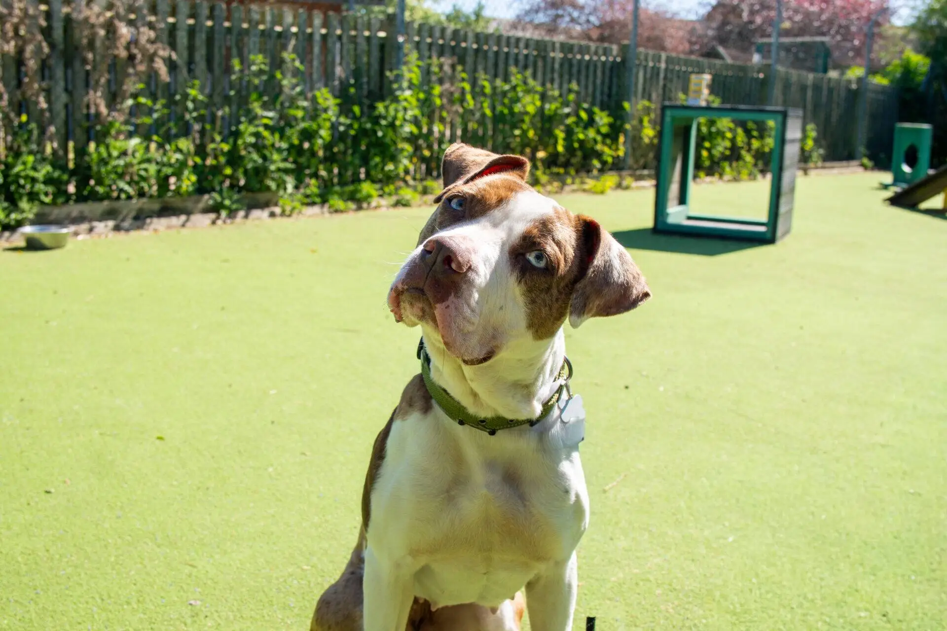 A brown and white dog with blue eyes sits on bright green artificial grass, tilting its head curiously. There is a wooden fence and agility equipment in the background, with trees and bushes along the fence line.