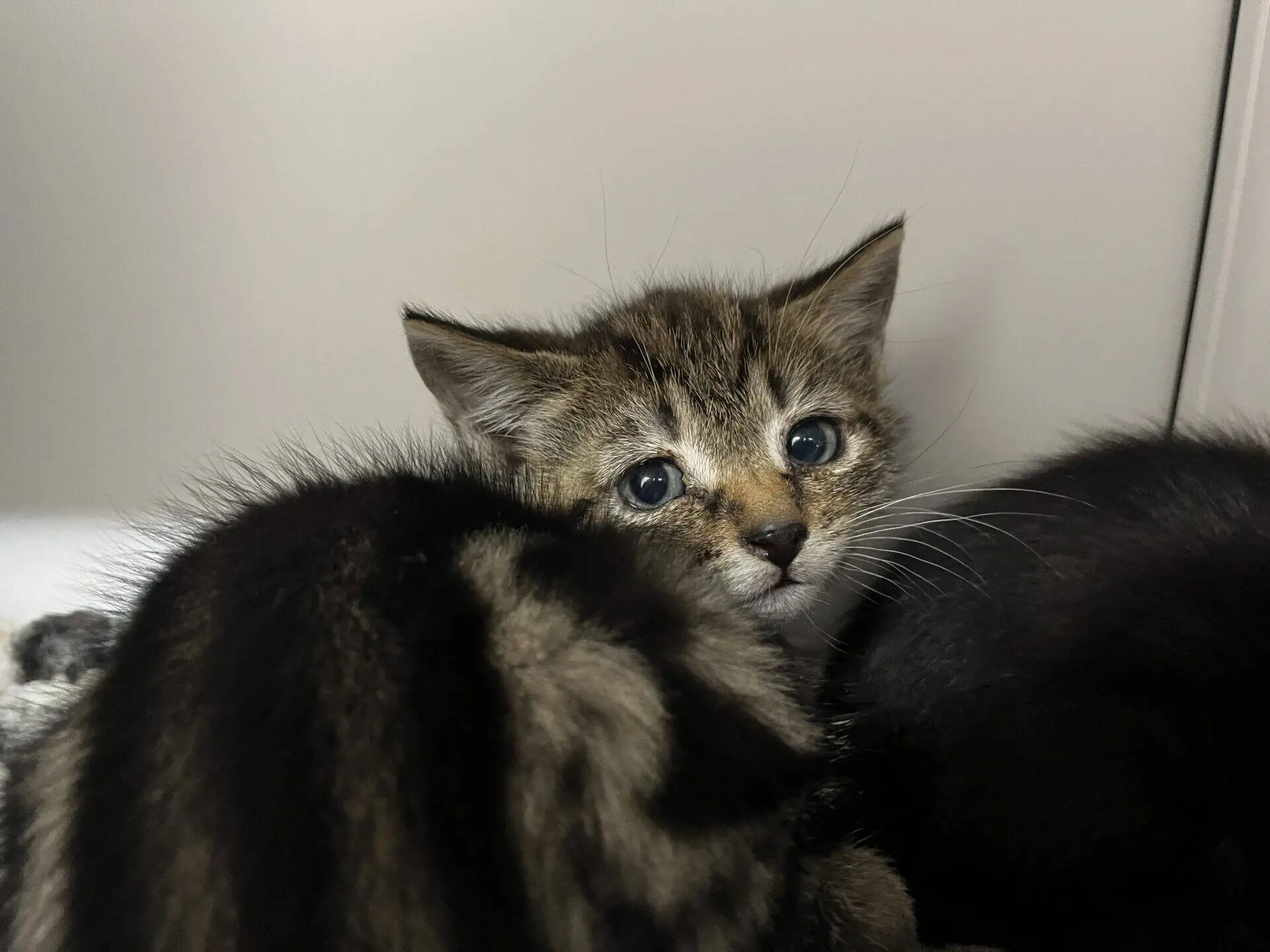 A small tabby kitten with blue eyes looks towards the camera, partially hidden behind another dark-coloured kitten. The background is plain and neutral.