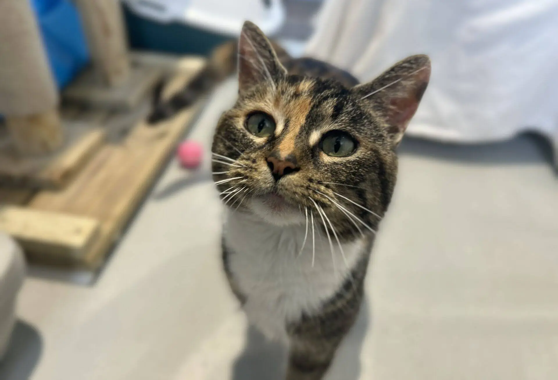 A close-up of a tabby cat with green eyes and white markings on its nose and chest, looking up indoors. The background features a scratching post and a pink toy ball.