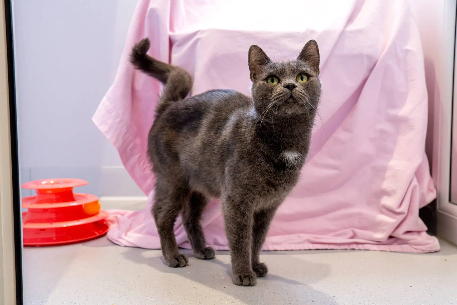 A grey cat with green eyes stands on a light floor near a pink draped cloth and an orange circular toy, looking up towards the camera.
