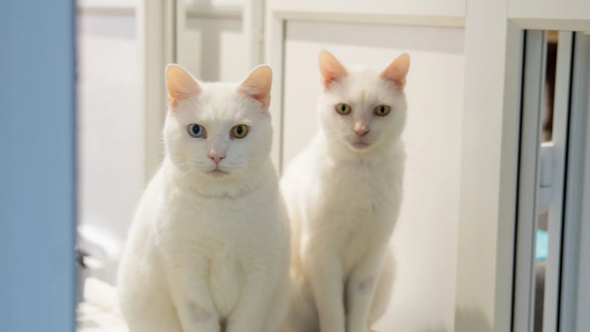 Two white cats sit side by side indoors. One cat has heterochromia with one blue eye and one yellow eye, whilst the other cat has two yellow eyes. Both are looking directly at the camera.