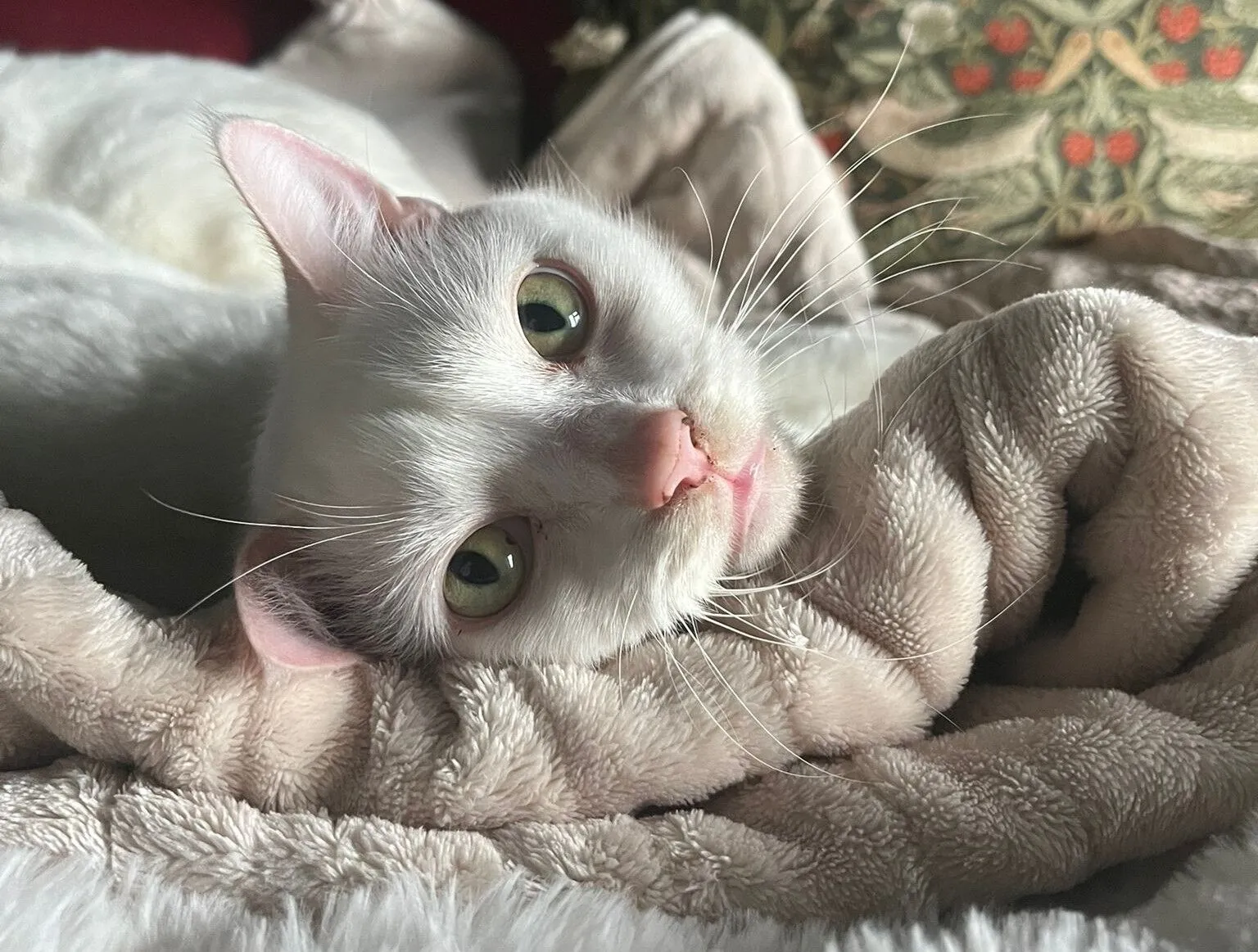 A white cat with green eyes lies on a soft, beige blanket, resting its head and gazing up with a relaxed expression. Patterned cushions are visible in the background.