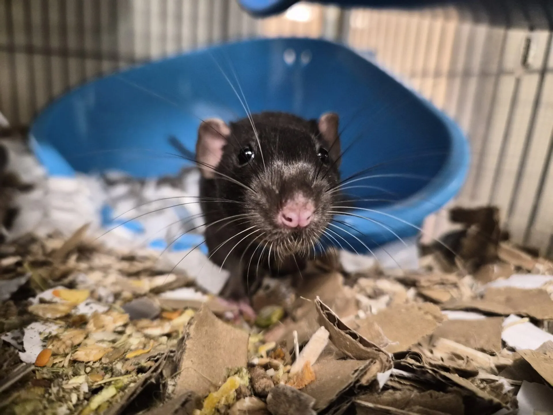 A close-up of a black rat with long whiskers standing on shredded cardboard and paper in a cage, with a blue plastic shelter in the background.
