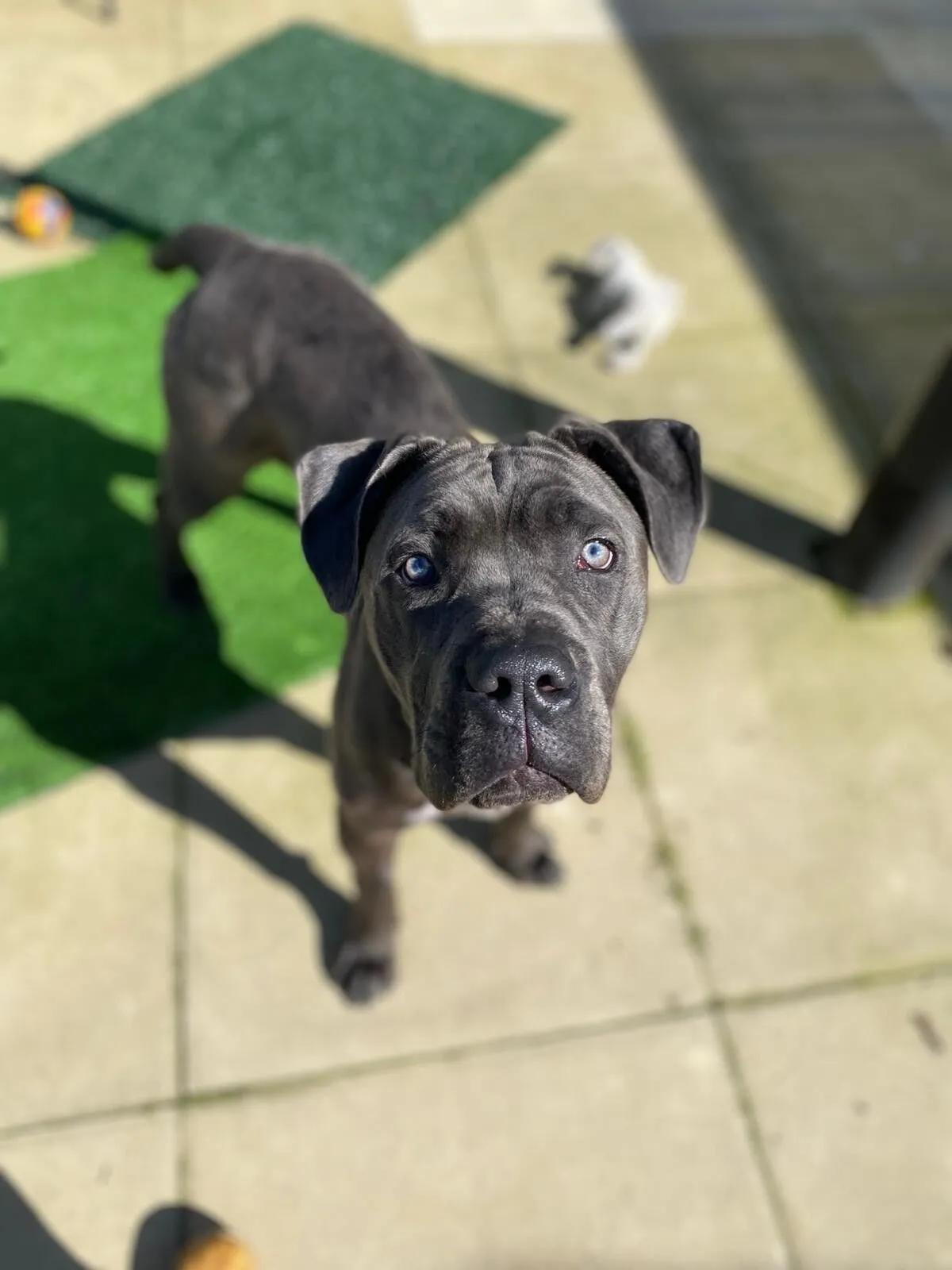 A young, black cane corso with short fur stands on a sunlit patio, looking up curiously. There is a patch of green artificial grass and a small toy in the background.