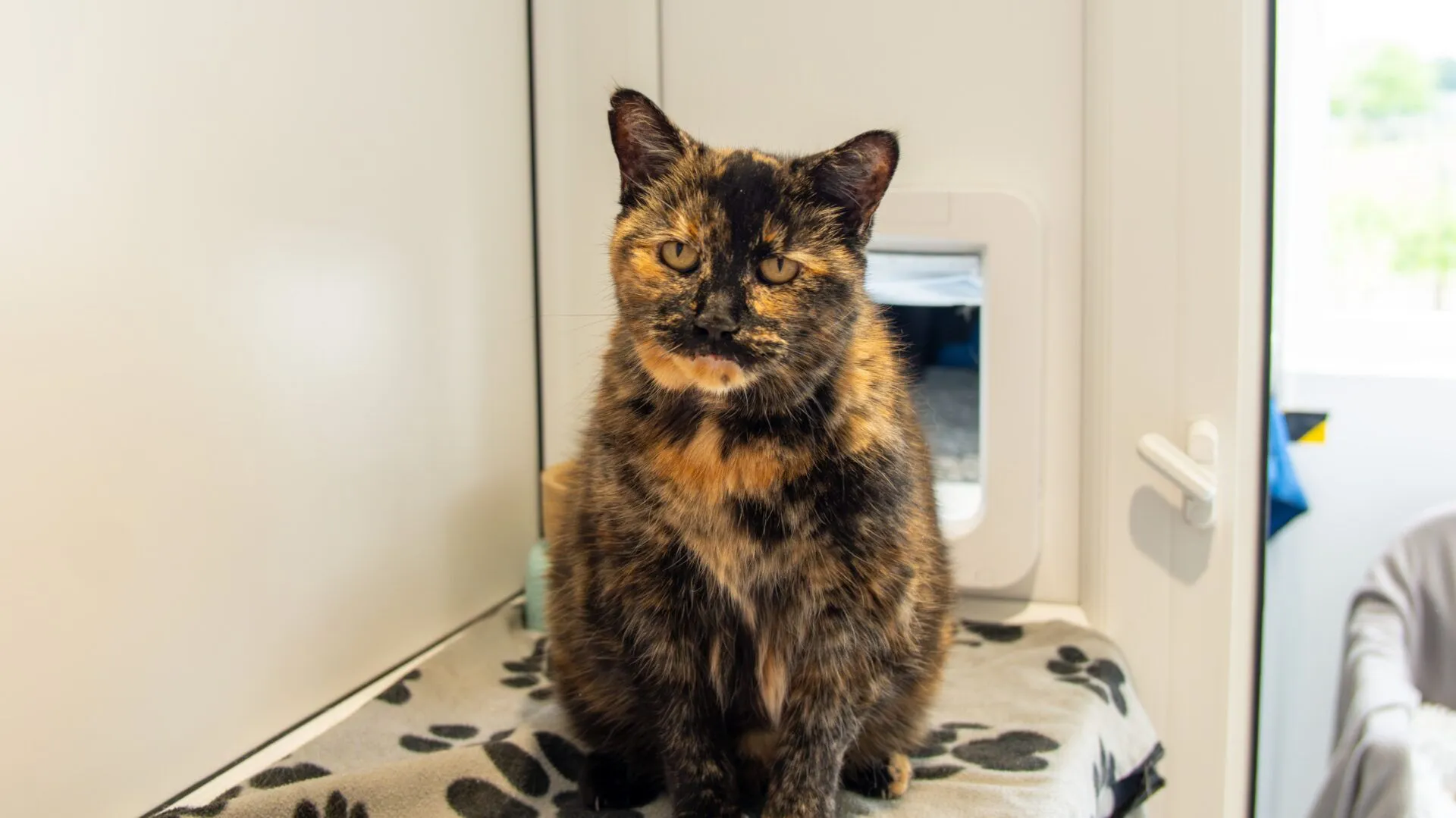 A tortoiseshell cat with a mix of black, brown, and orange fur sits on a paw-print blanket in a bright room near a white cat flap. The cat looks directly at the camera, appearing calm and relaxed.