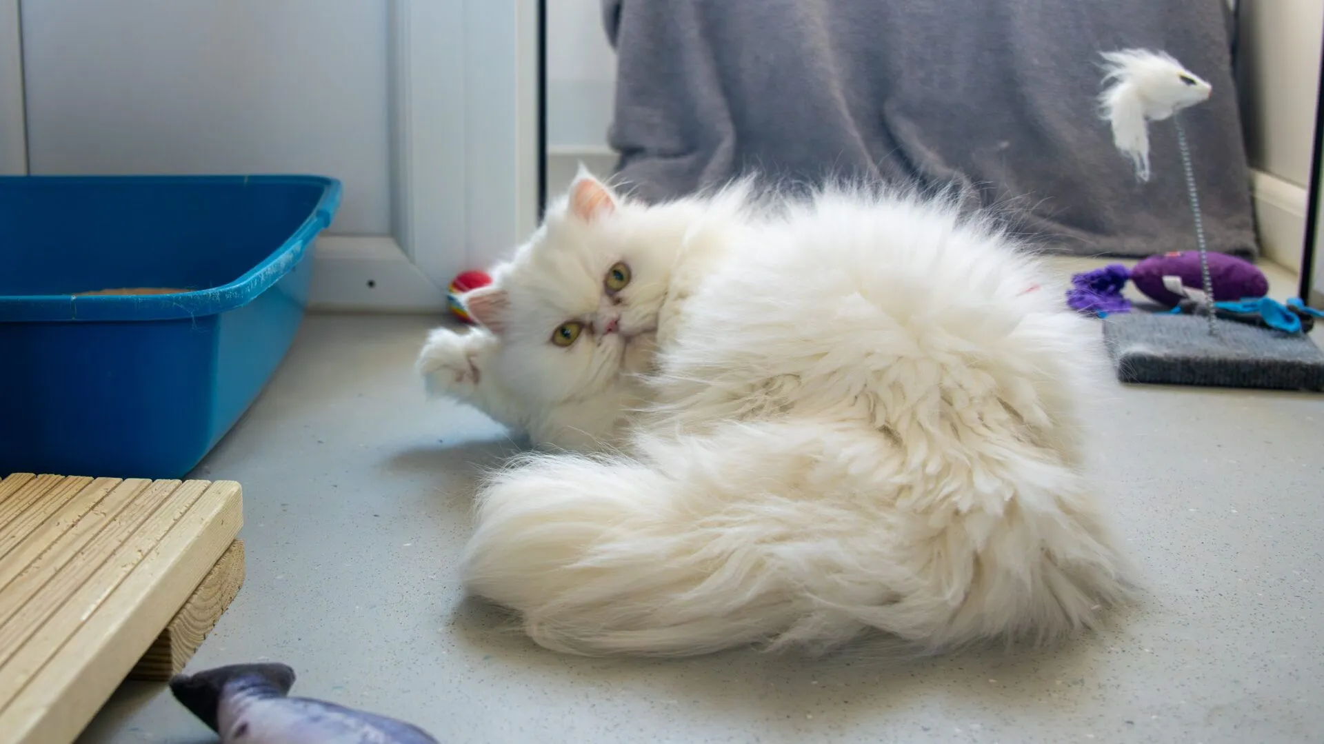 A fluffy white cat lies on a light-coloured floor next to a blue litter tray, looking towards the camera. Various cat toys and a scratching post are visible in the background.