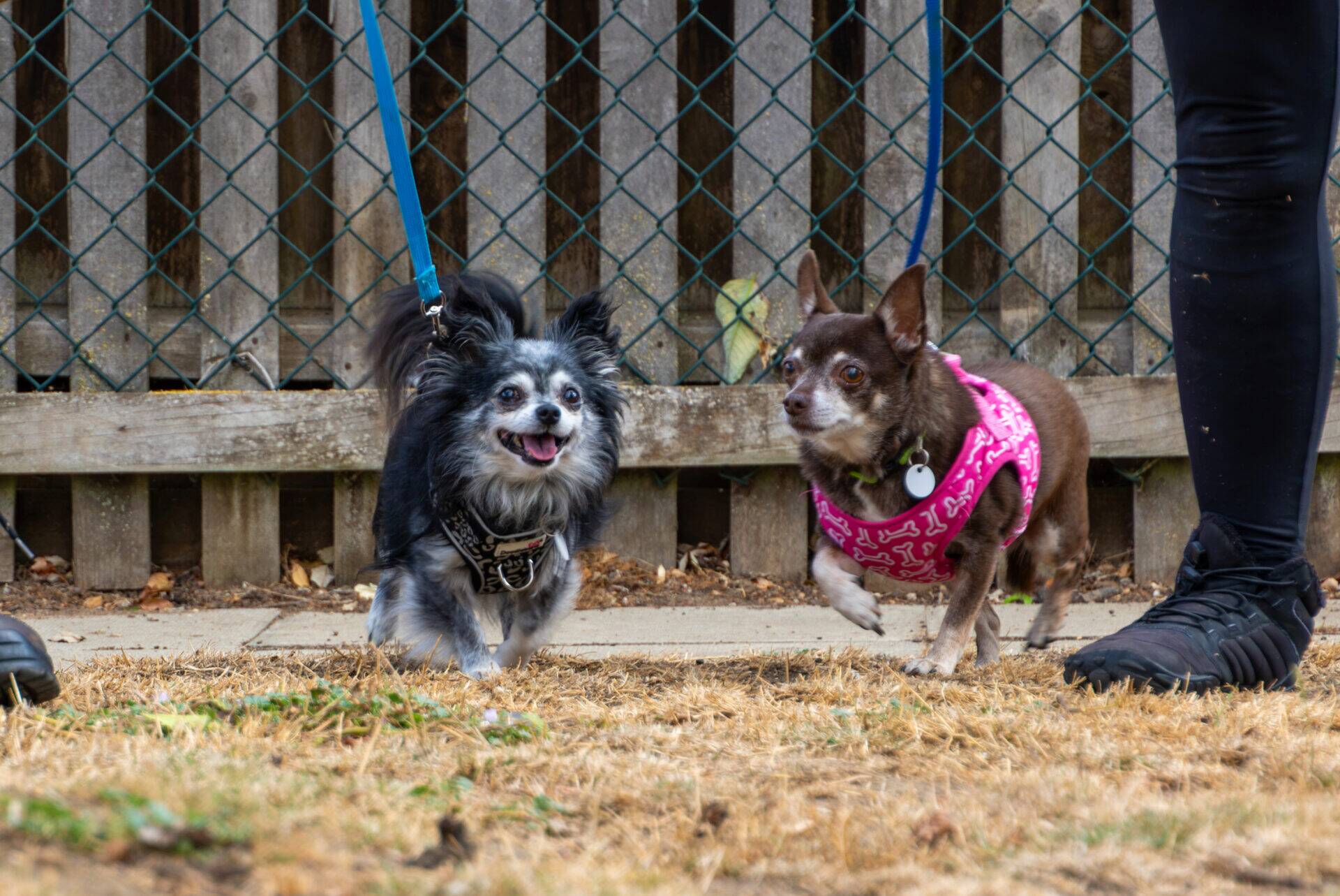 Two small dogs on leads are walking on dry grass. One dog wears a black harness and the other a pink bandana. A person in black trousers and shoes is standing nearby. A wooden fence and wire mesh are in the background.