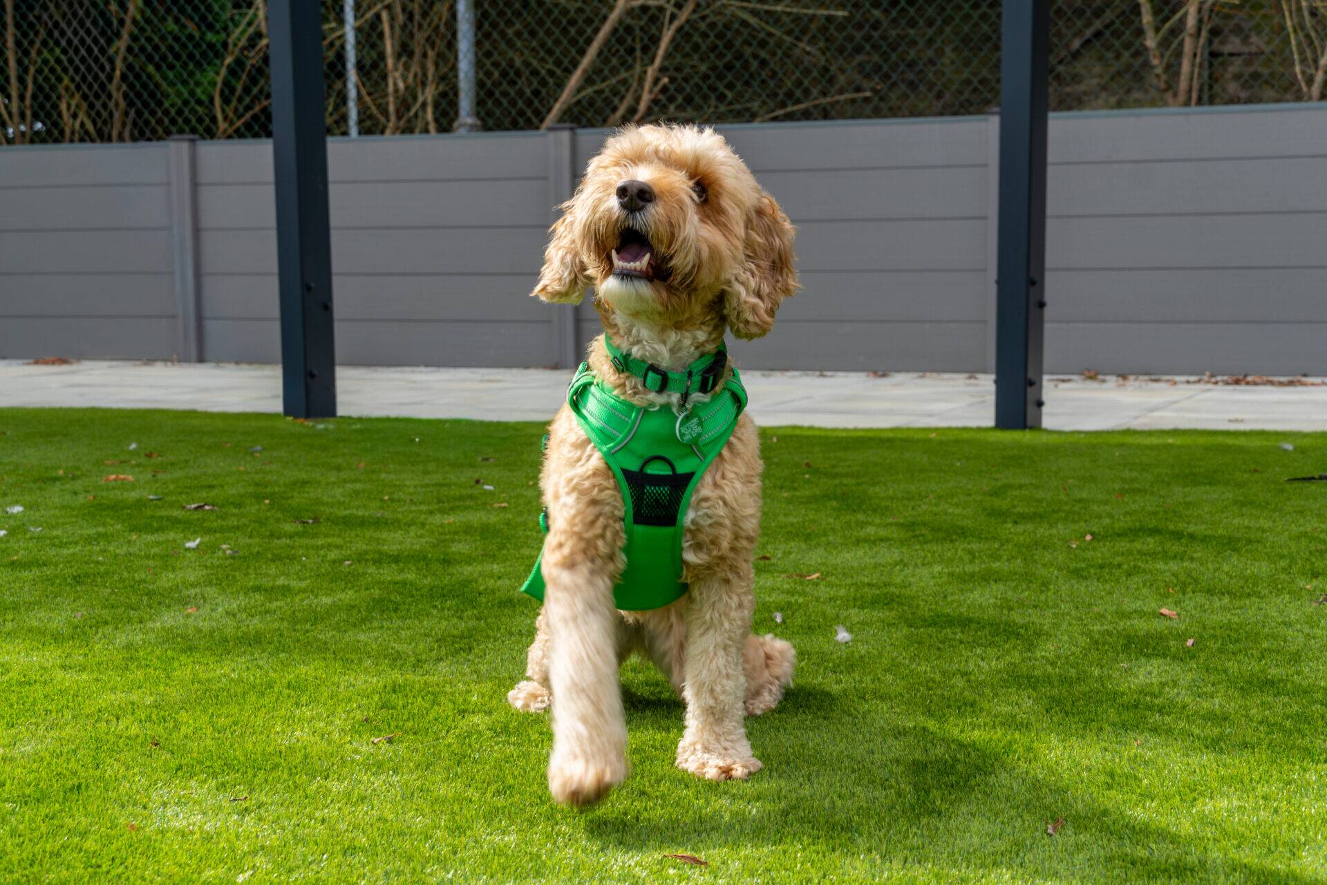 A fluffy tan dog wearing a bright green harness sits on green grass, lifting one paw, with a fenced area and trees in the background.
