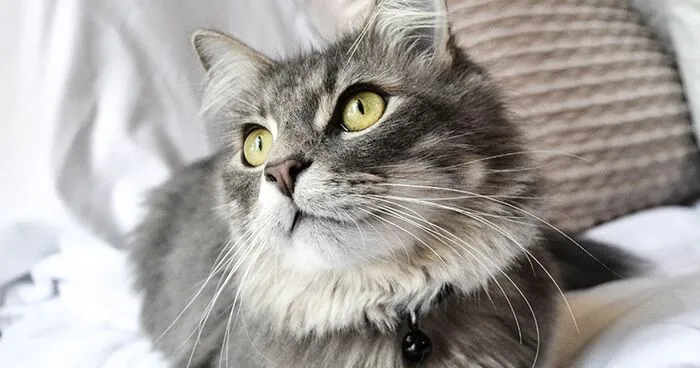 Grey cat sitting down