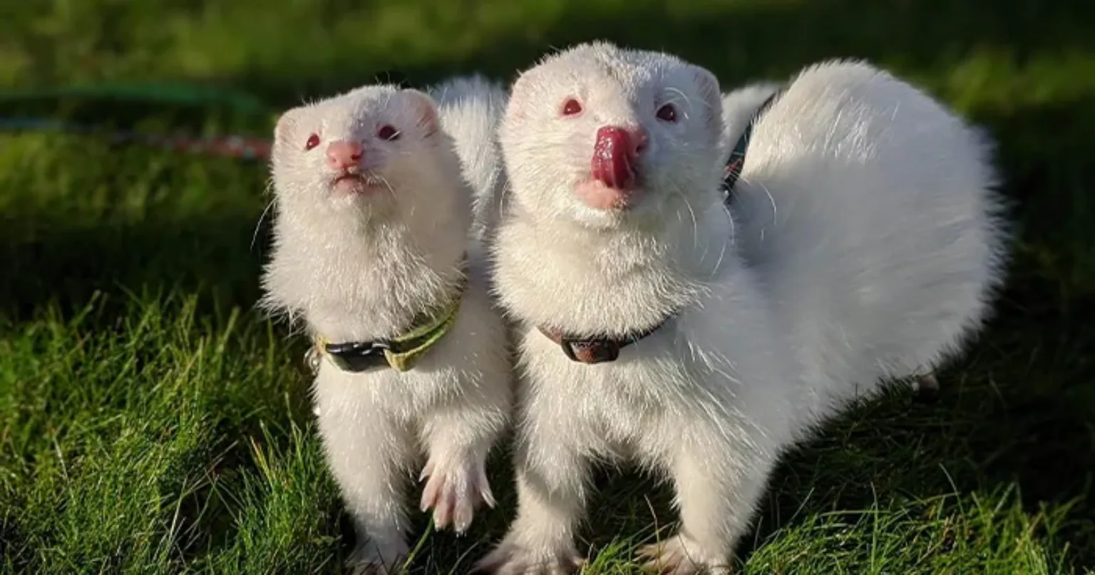 Two ferrets out for a walk