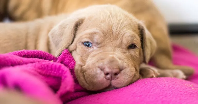 Puppy laying on a pink blanket