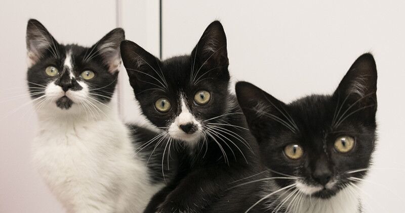 Three black and white kittens