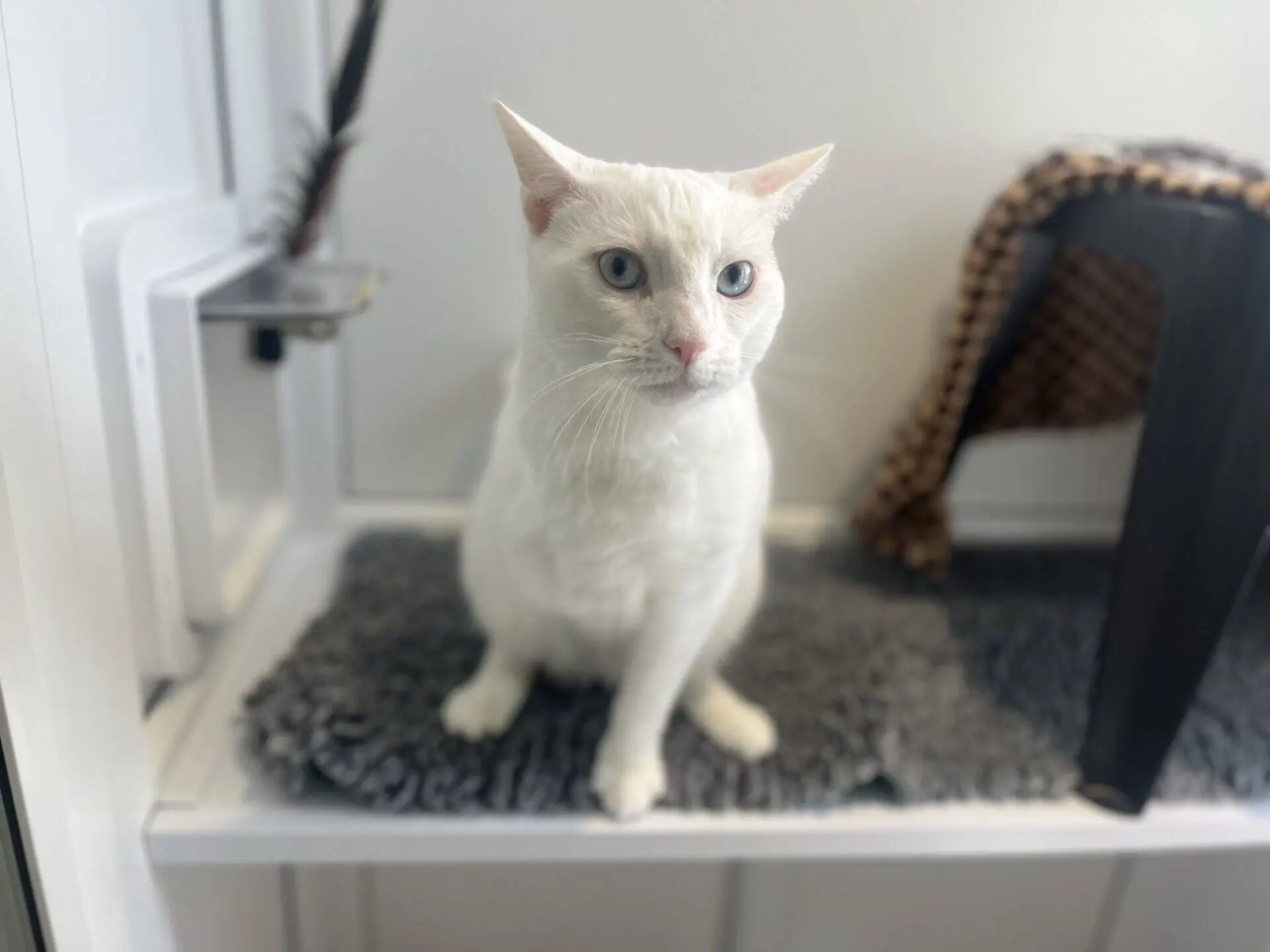 A white cat with blue eyes sits on a grey rug in a bright room. There is a small structure covered with a brown and black chequered blanket to the right.
