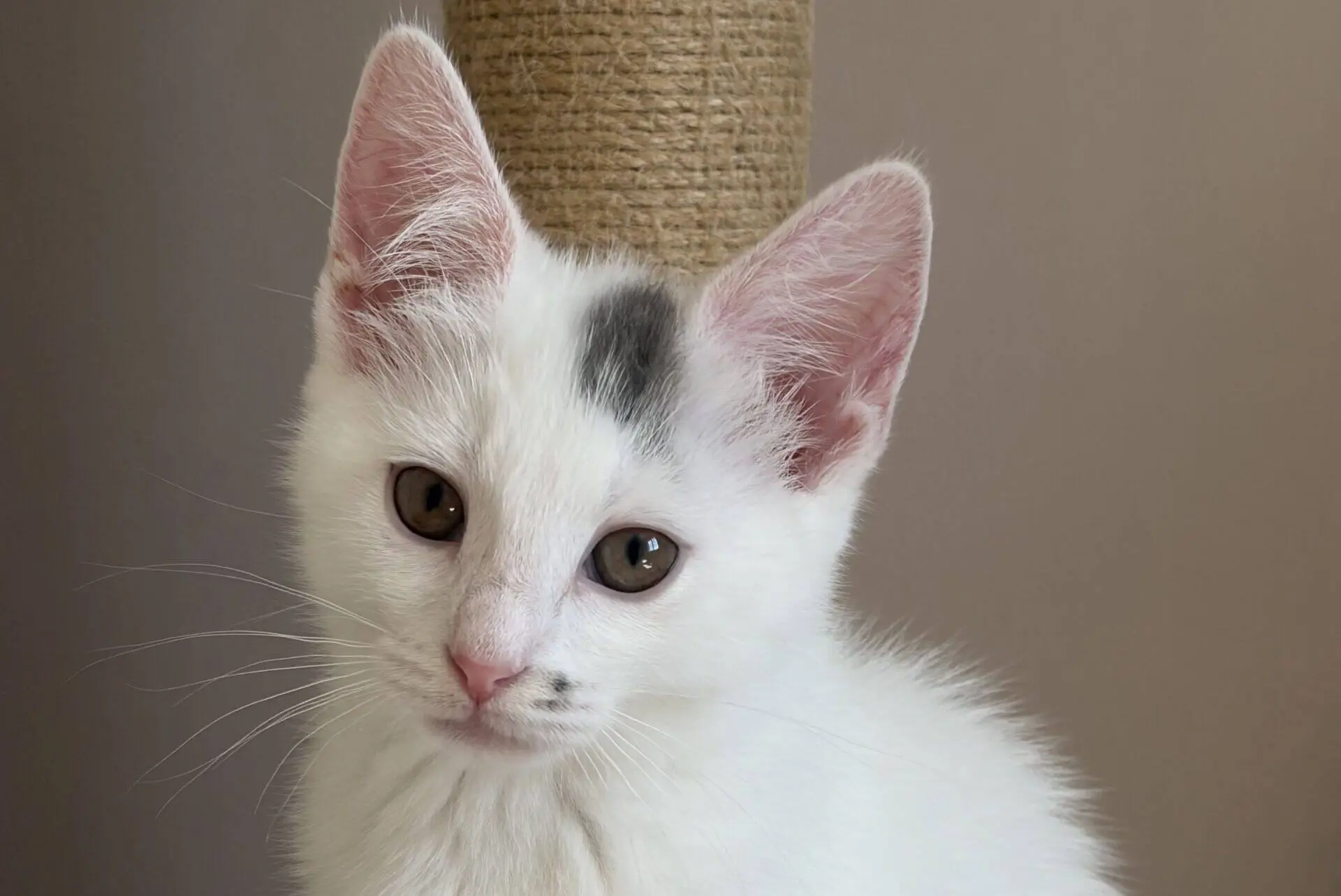 A white kitten with a small grey spot on its head sits in front of a scratching post, looking directly at the camera with curious eyes.