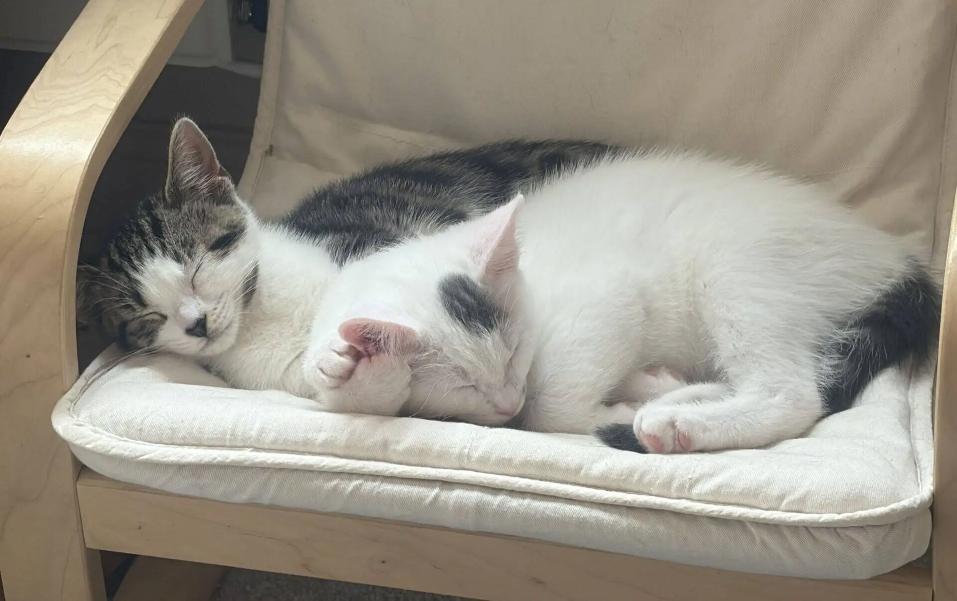 Two kittens, one tabby and white and the other mostly white, are cuddled up and sleeping together on a beige cushioned chair in soft natural light.