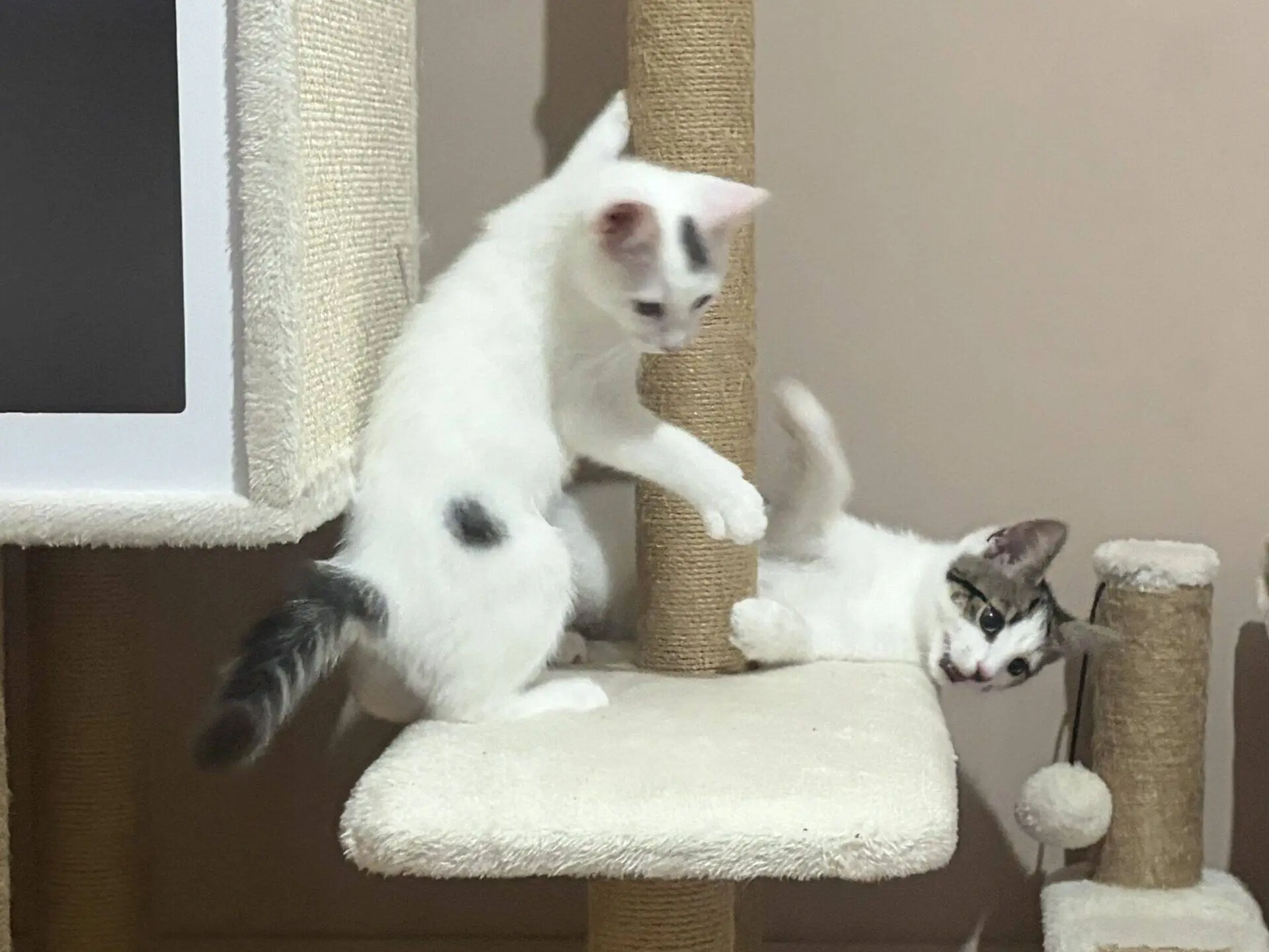 Two white kittens with grey spots are playing on a beige cat tree. One kitten is climbing up while the other lies on the platform, reaching up with its paw. A small hanging toy ball is visible on the right.