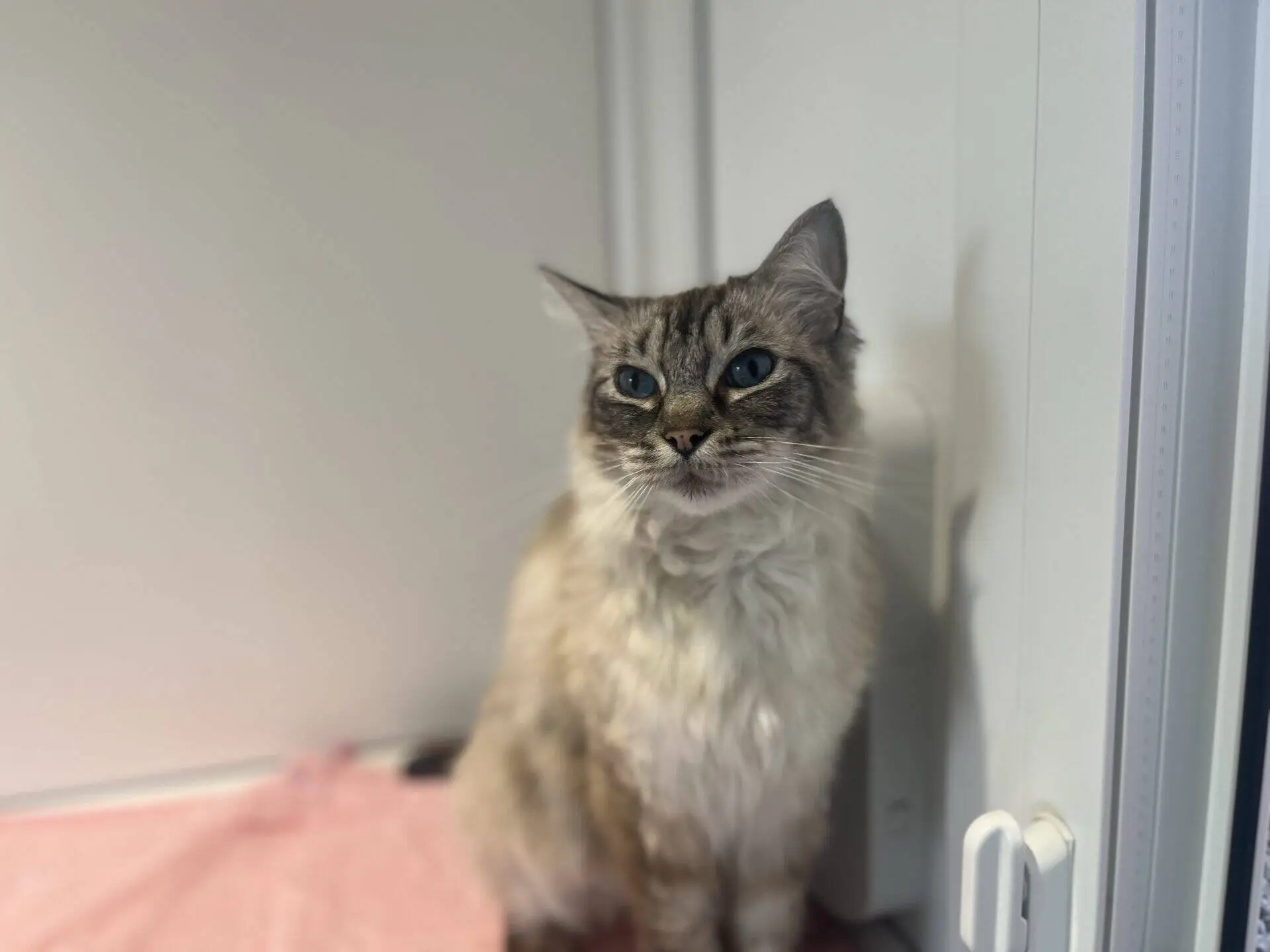 A fluffy grey and white cat with blue eyes sits calmly next to a white wall, looking slightly upward. A pink towel is partially visible in the foreground.