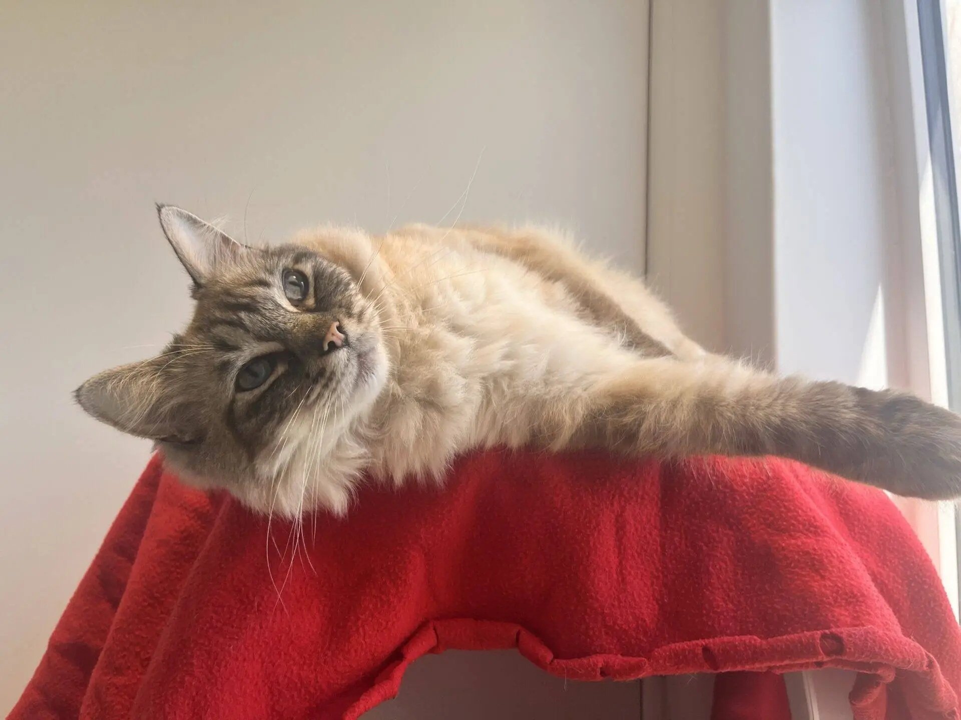 A fluffy cat with light brown and white fur lies stretched out on a red blanket, looking relaxed and gazing towards the camera in soft natural light by a window.