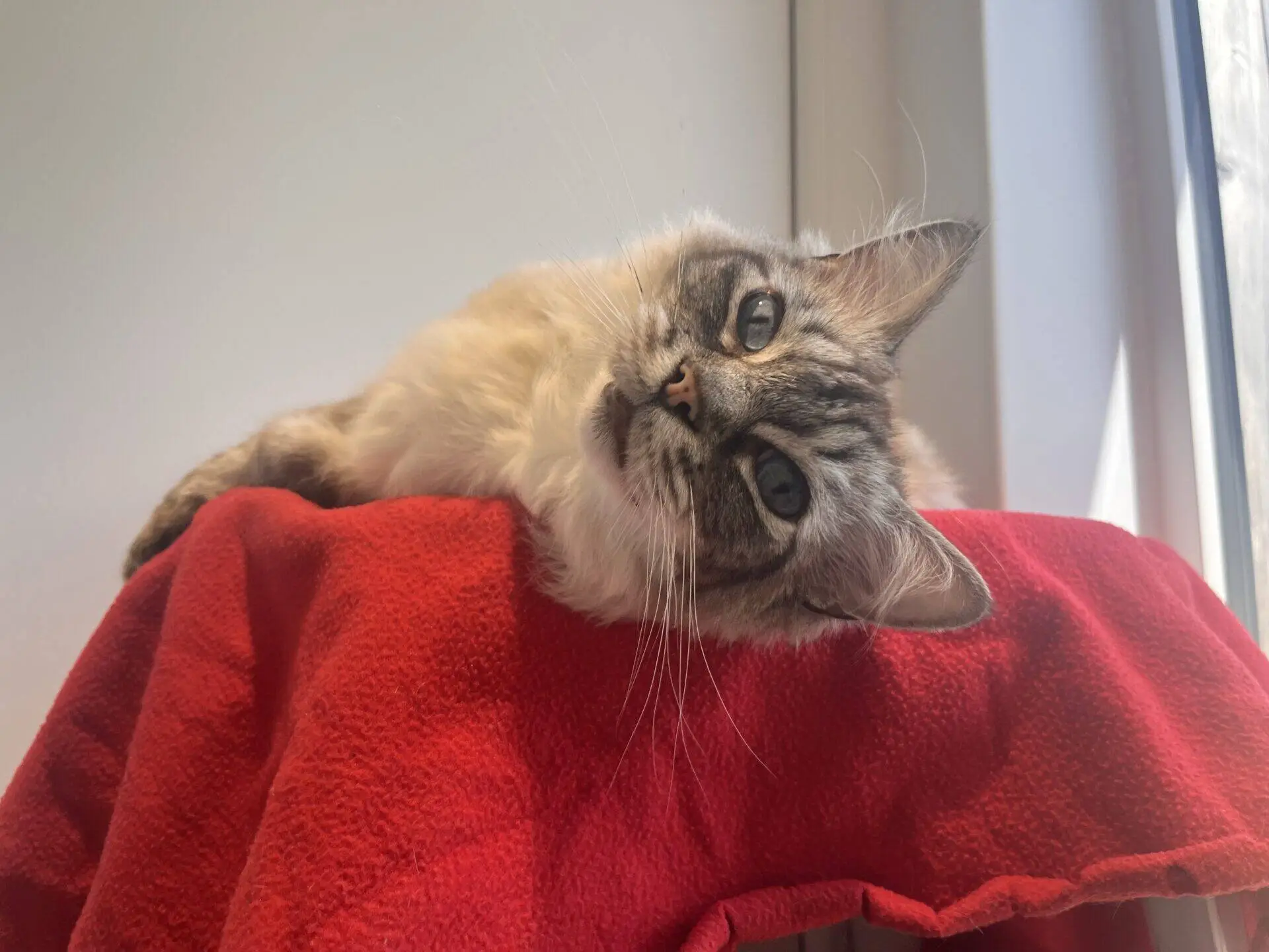 A fluffy cat with blue eyes lies on its side atop a red blanket, gazing at the camera. Sunlight streams in through a nearby window, softly lighting the scene.