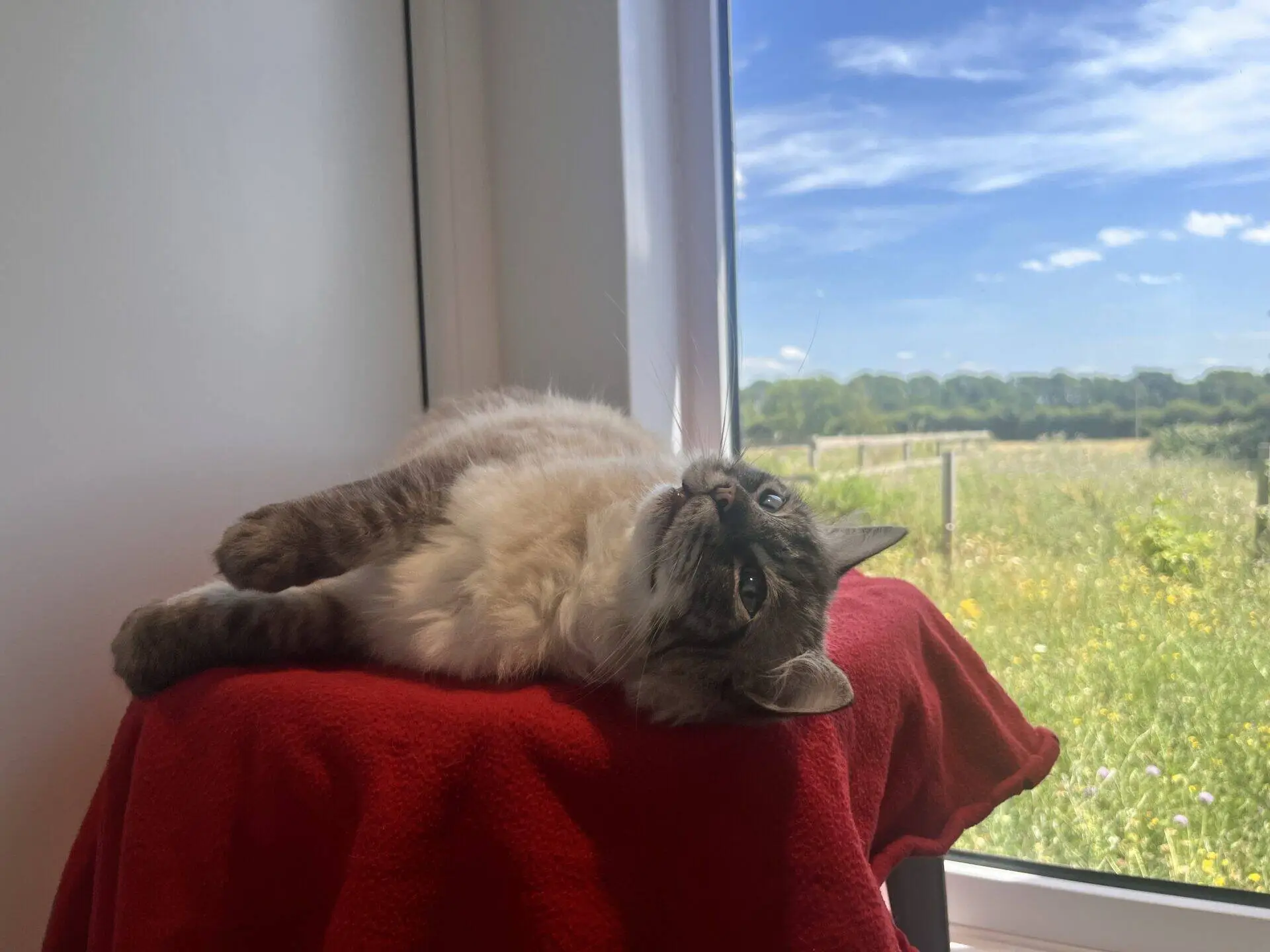 A fluffy cat with grey and white fur lounges on its side atop a red blanket, next to a window. Outside, there is a grassy field, trees, and a bright blue sky with scattered clouds.