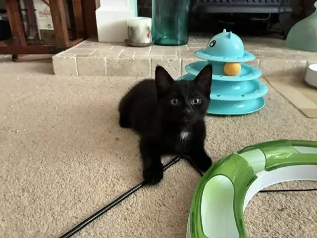 A small black kitten with wide eyes lies on a beige carpet near a green and white toy and a blue multi-level cat toy with a yellow ball. Household items and decor are visible in the background.