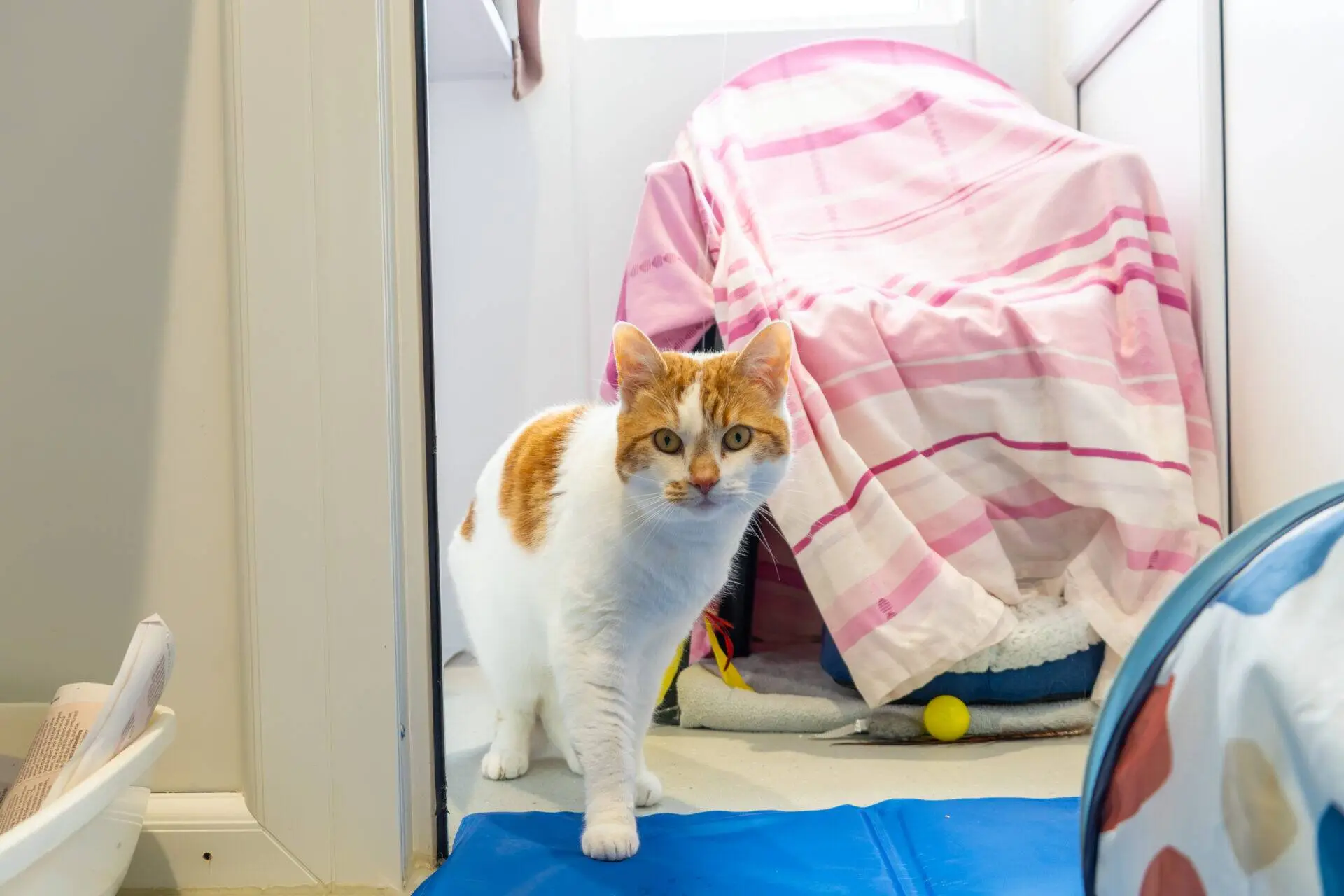 A white and orange cat stands indoors on a blue mat, looking towards the camera. Behind the cat is a chair or object covered with a pink and white striped blanket. The scene is brightly lit.