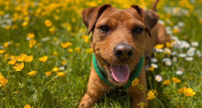 Dog amongst flowers