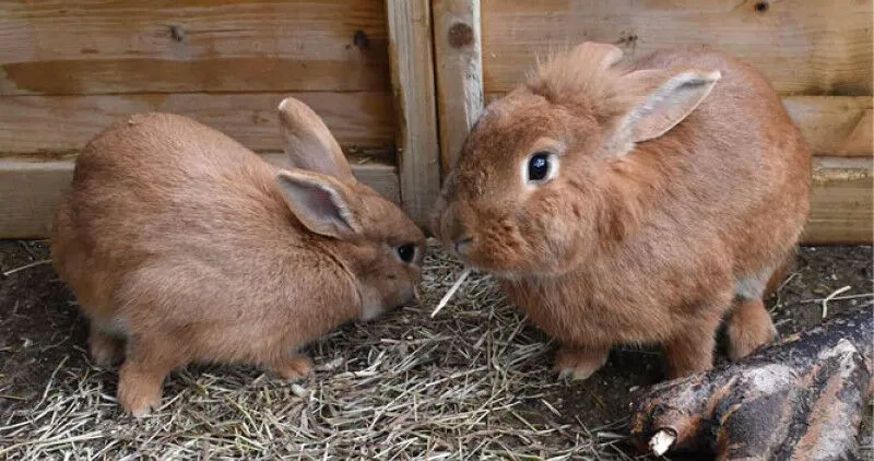 Two rabbits chewing on hay