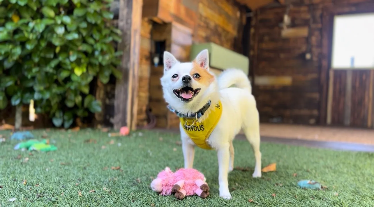 A small white dog wearing a yellow vest that says Nervous stands on artificial grass with a pink plush toy at its feet, in front of a wooden building with green plants on the left.