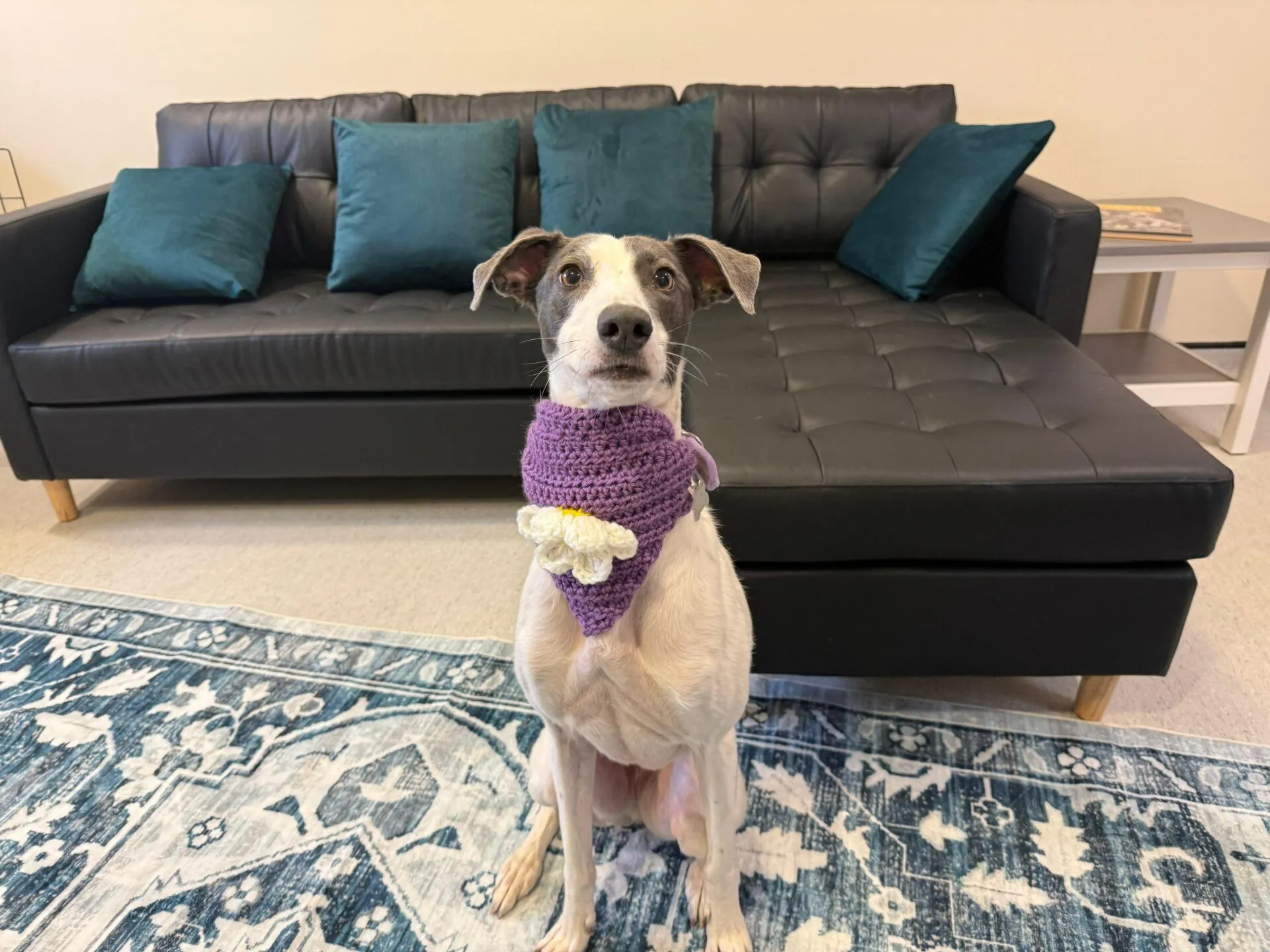 A white and gray Lurcher wearing a purple knitted scarf with a flower sits on a blue patterned rug in front of a black sofa with teal cushions.