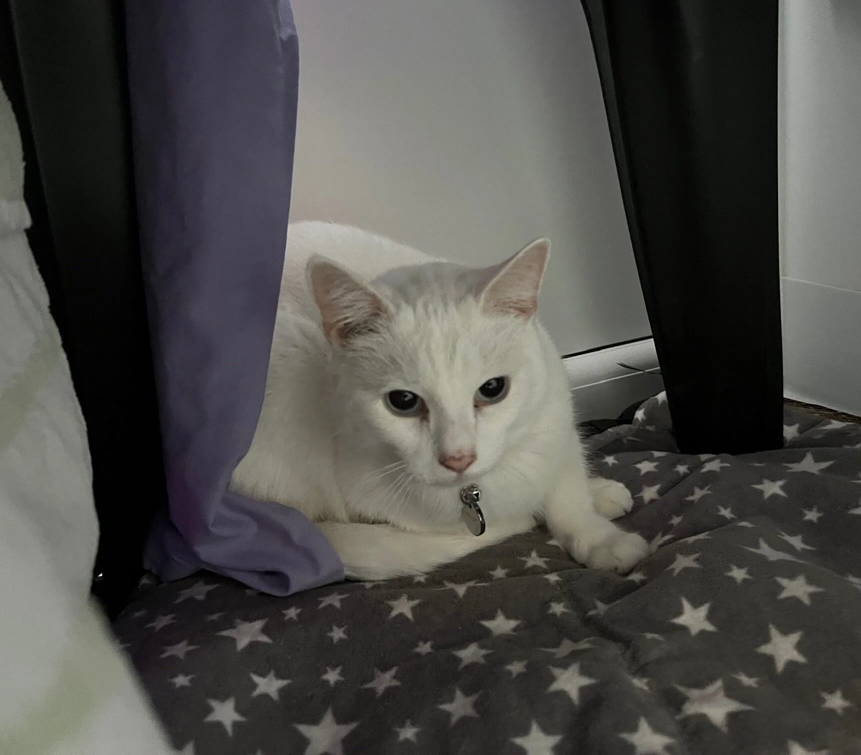 A white cat is lying on a gray blanket with white stars under a table, partially hidden by a purple curtain.