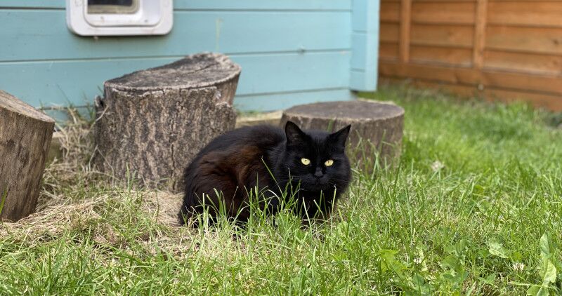 Black cat in front of tree logs