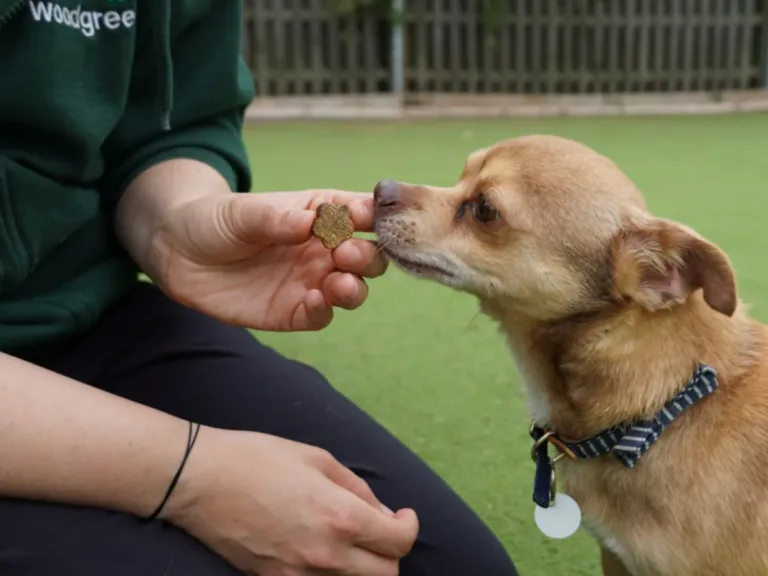 Pooch & Mutt helping dogs like Gonzales
