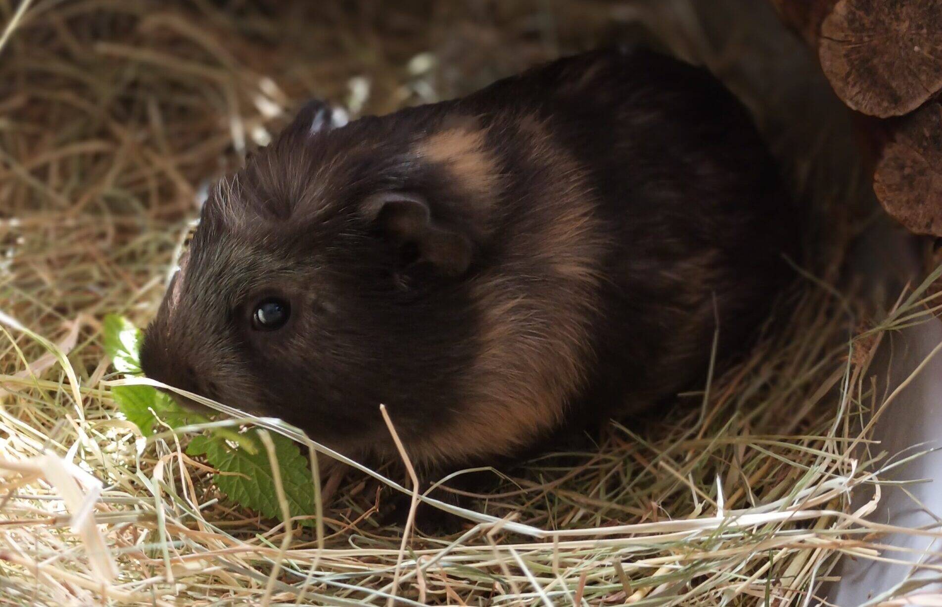 A dark brown and tan guinea pig sits on a bed of hay inside its enclosure, nibbling on a green leaf with a wooden bridge partially visible nearby.