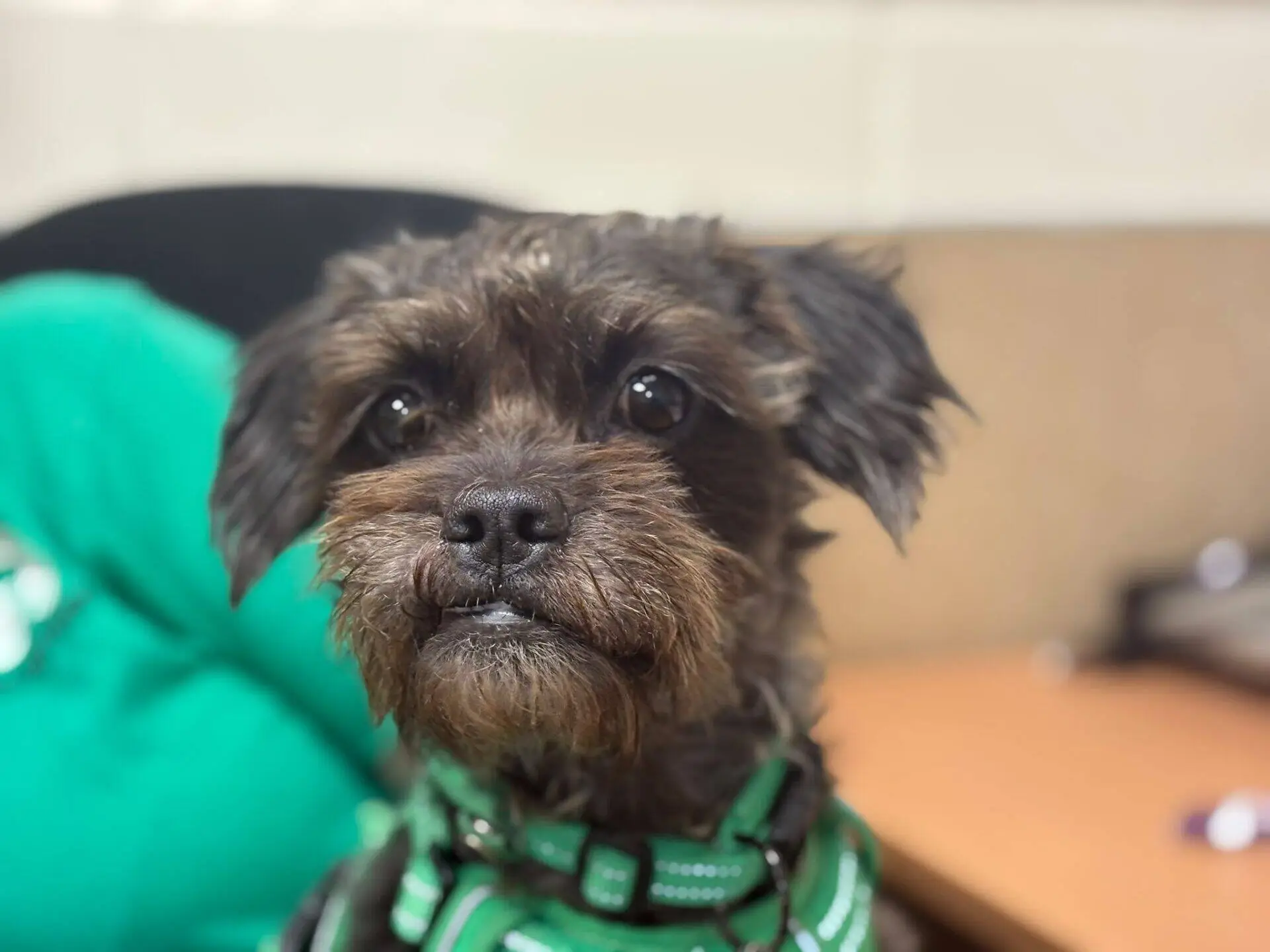 A small black and brown dog with a green collar looks at the camera. The background is blurred, showing a person in green and a desk.
