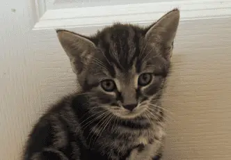 A small tabby kitten with big green eyes sits on tan carpet in front of a white door, looking slightly up at the camera.