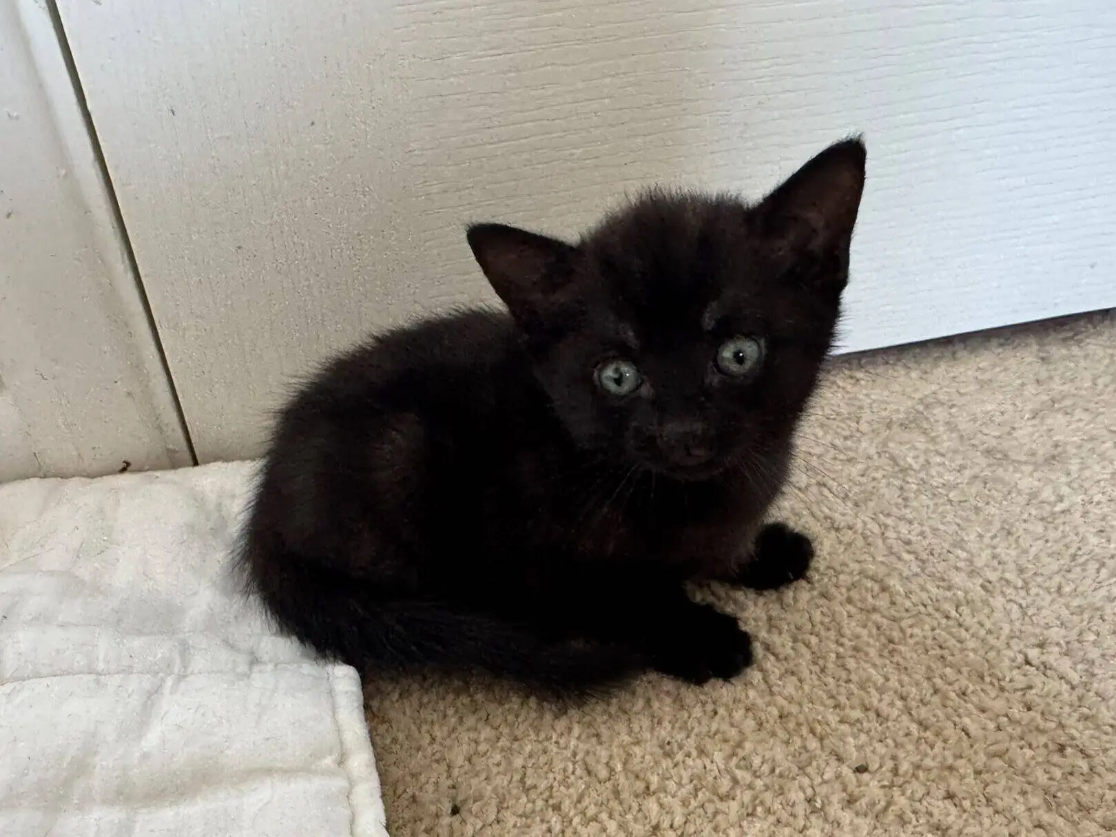 A small black kitten with green eyes sits on tan carpet next to a white blanket and a white door.