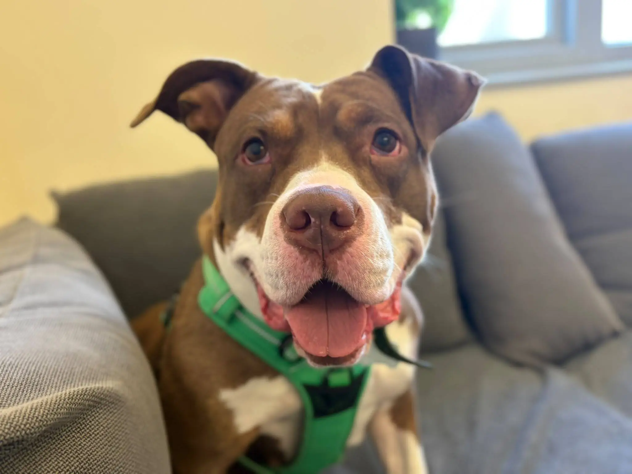 A brown and white dog wearing a green harness sits on a grey sofa, looking at the camera with its mouth open and tongue out, appearing happy and friendly.