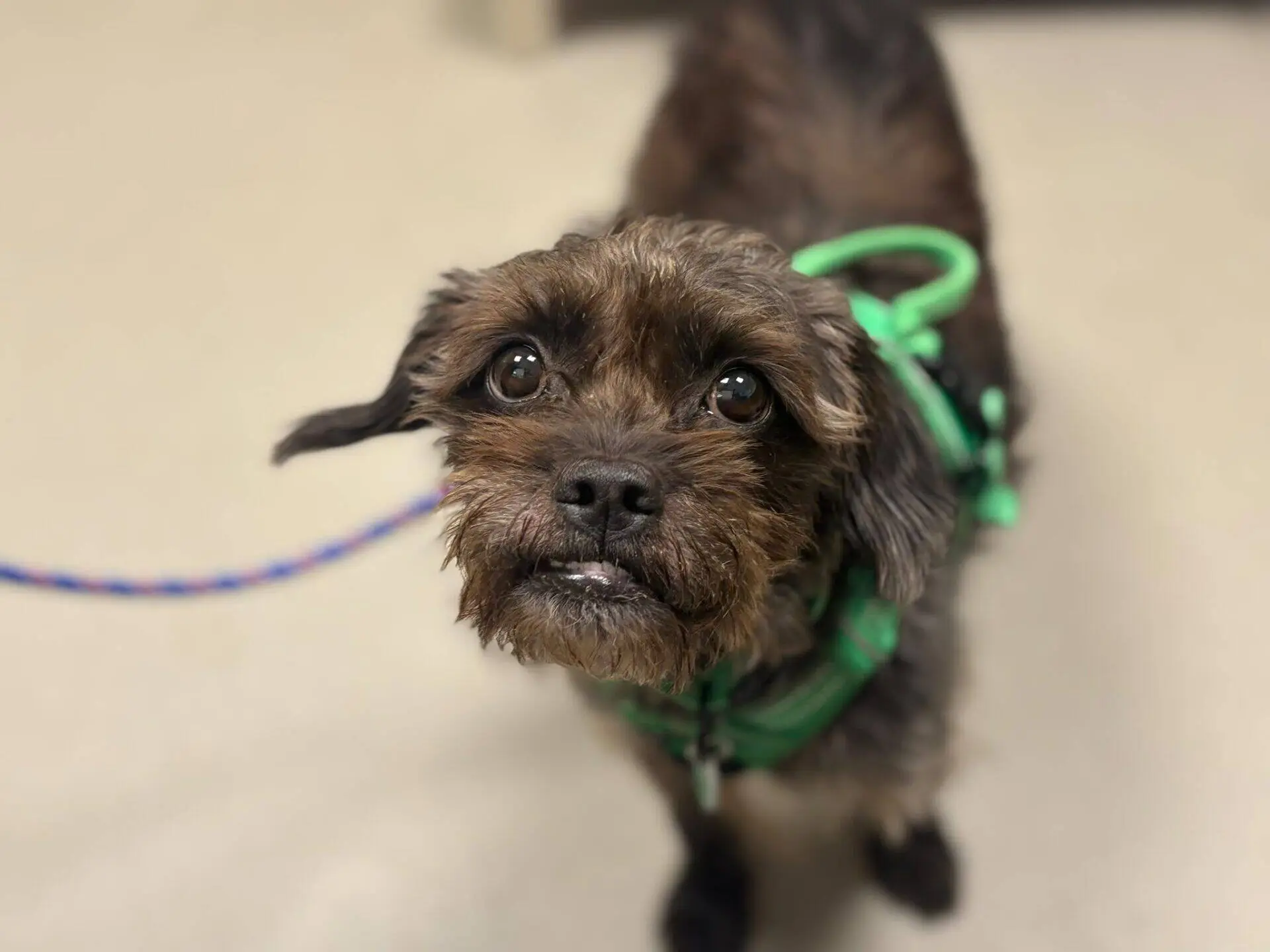 A small, scruffy brown poodle cross dog with a green harness looks up with wide eyes and a slightly tilted head, standing on a light-coloured floor.