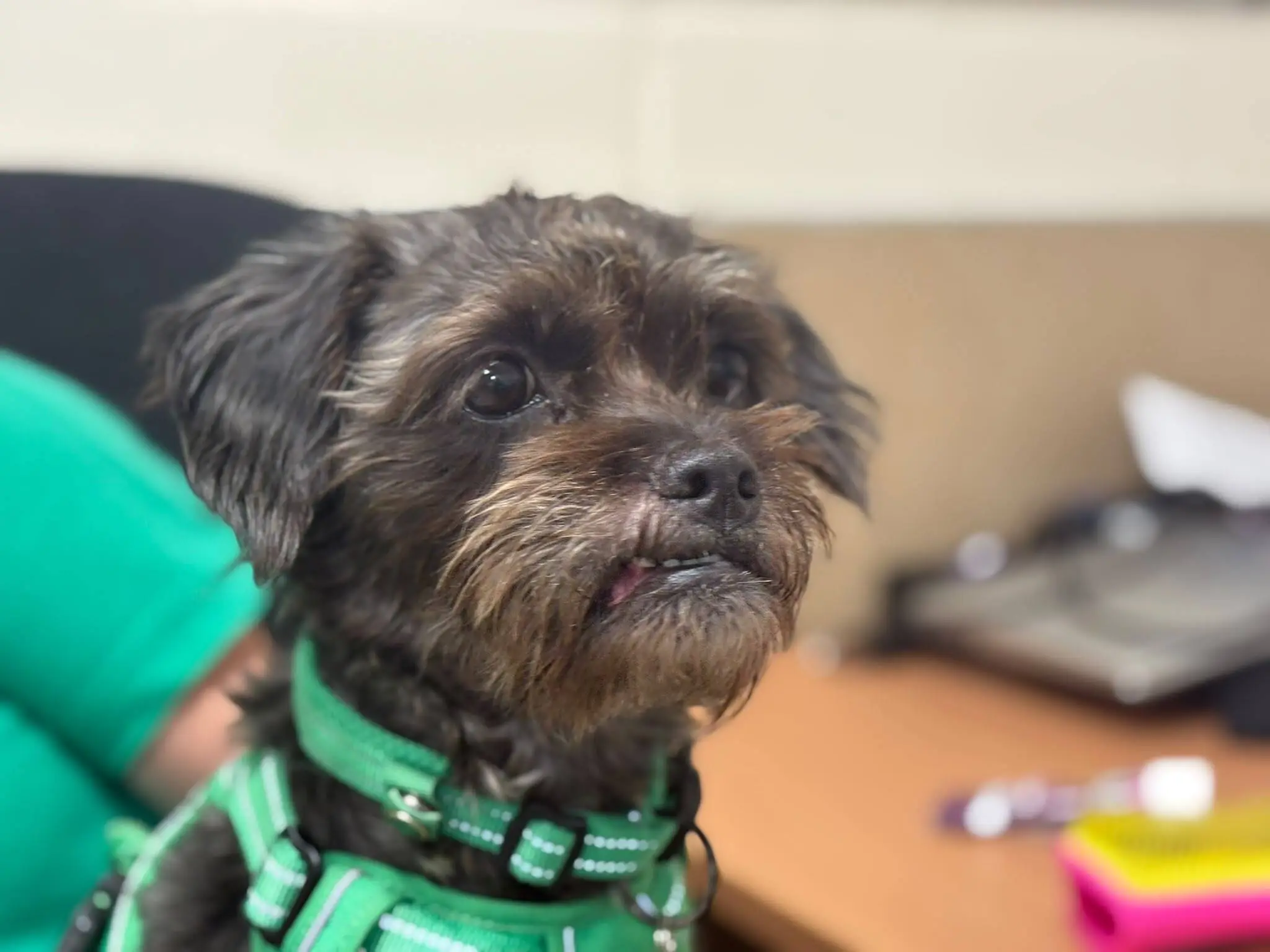 Small black dog with brown markings, likely a poodle cross French bulldog, wearing a green harness sits indoors, looking slightly to the side. Office items like a desk, computer, and pens are blurred in the background.