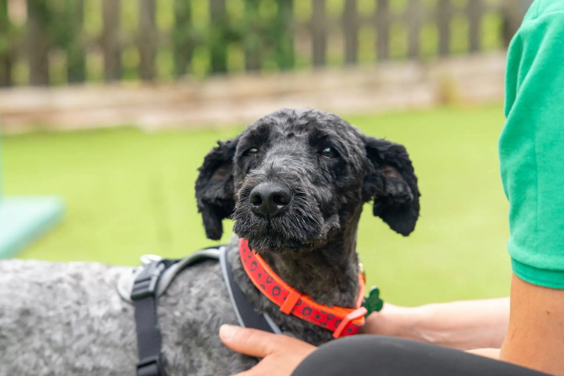 A black and grey dog with a short coat and red collar stands outside, wearing a harness. A person in a green shirt gently holds the dog, with grass and a wooden fence in the background.