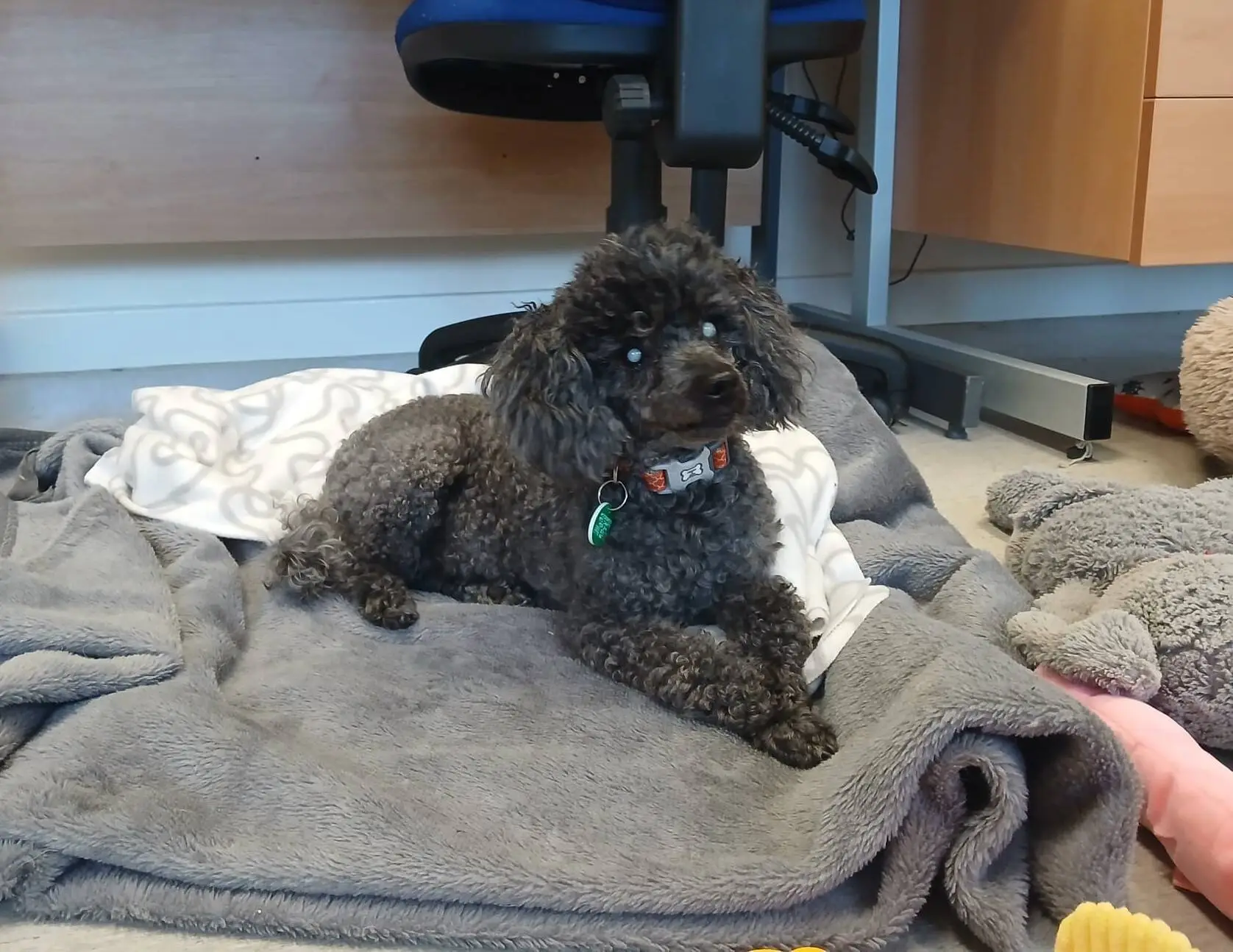 A small black poodle with curly fur, possibly a Candi and Ash poodle, lies on a grey blanket, looking upward. The dog is indoors near a desk and office chair, wearing a collar with tags. Soft toys are partially visible nearby.