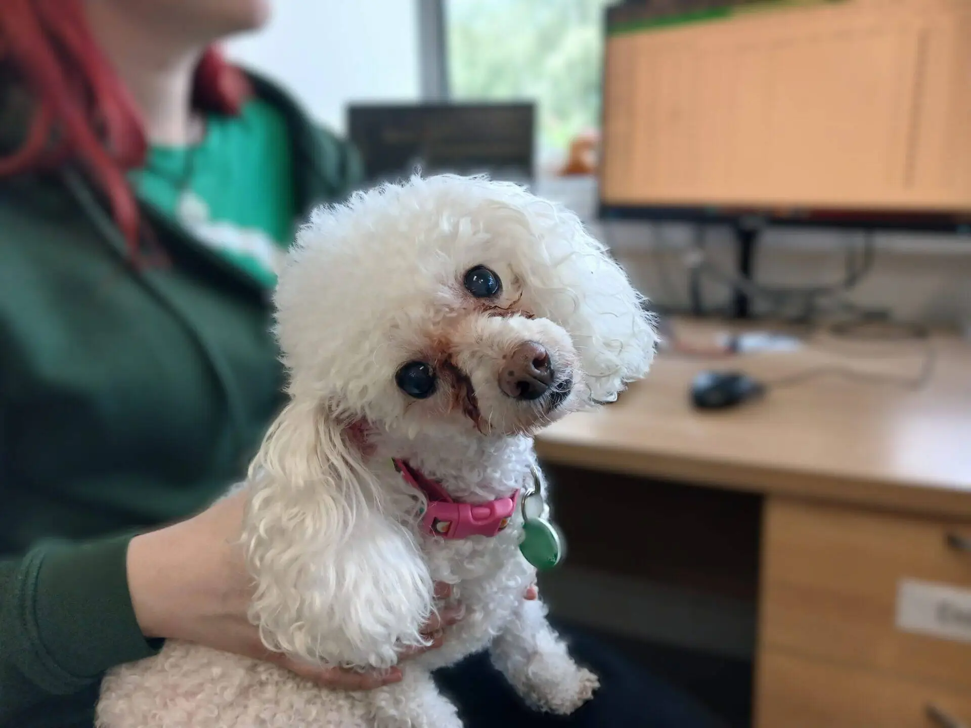 A small white poodle Candi with a pink collar is being held by a person at a desk, with a computer monitor and keyboard in the background. The dog is looking at the camera with its head tilted.